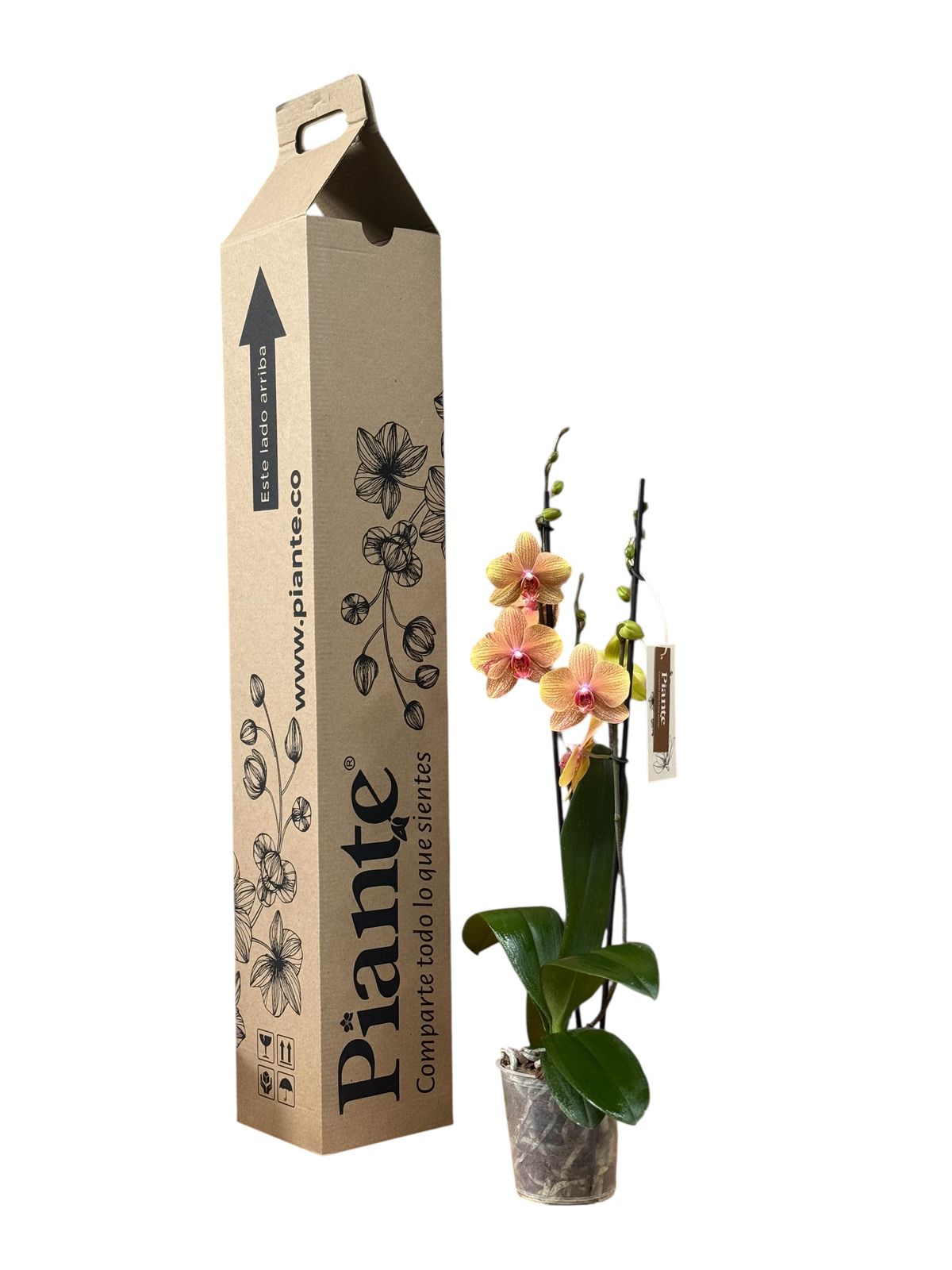 Orquídea Grandi Supreme Naranja Exotica Bologna Pomelo de Oro