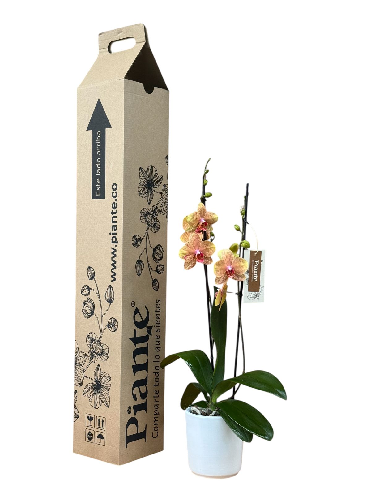 Orquídea Grandi Supreme Naranja Exotica Bologna Pomelo de Oro en Cerámica Blanca