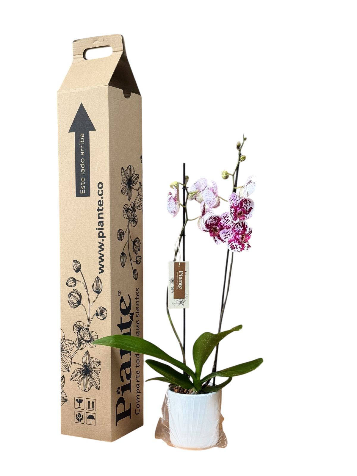 Orquídea Grandi Supreme Sevilla en Matera de Cerámica
