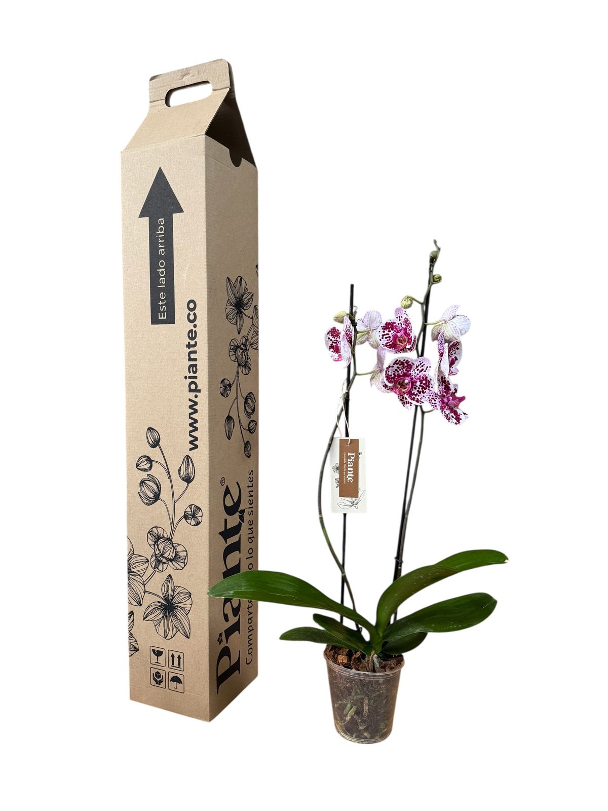 Orquídea Grandi Supreme Exotica Sevilla