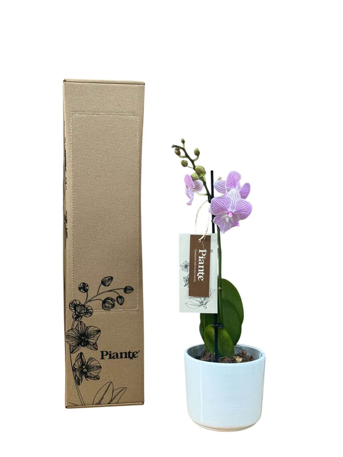 Orquidea Midi Premium Exotica Manta Penida