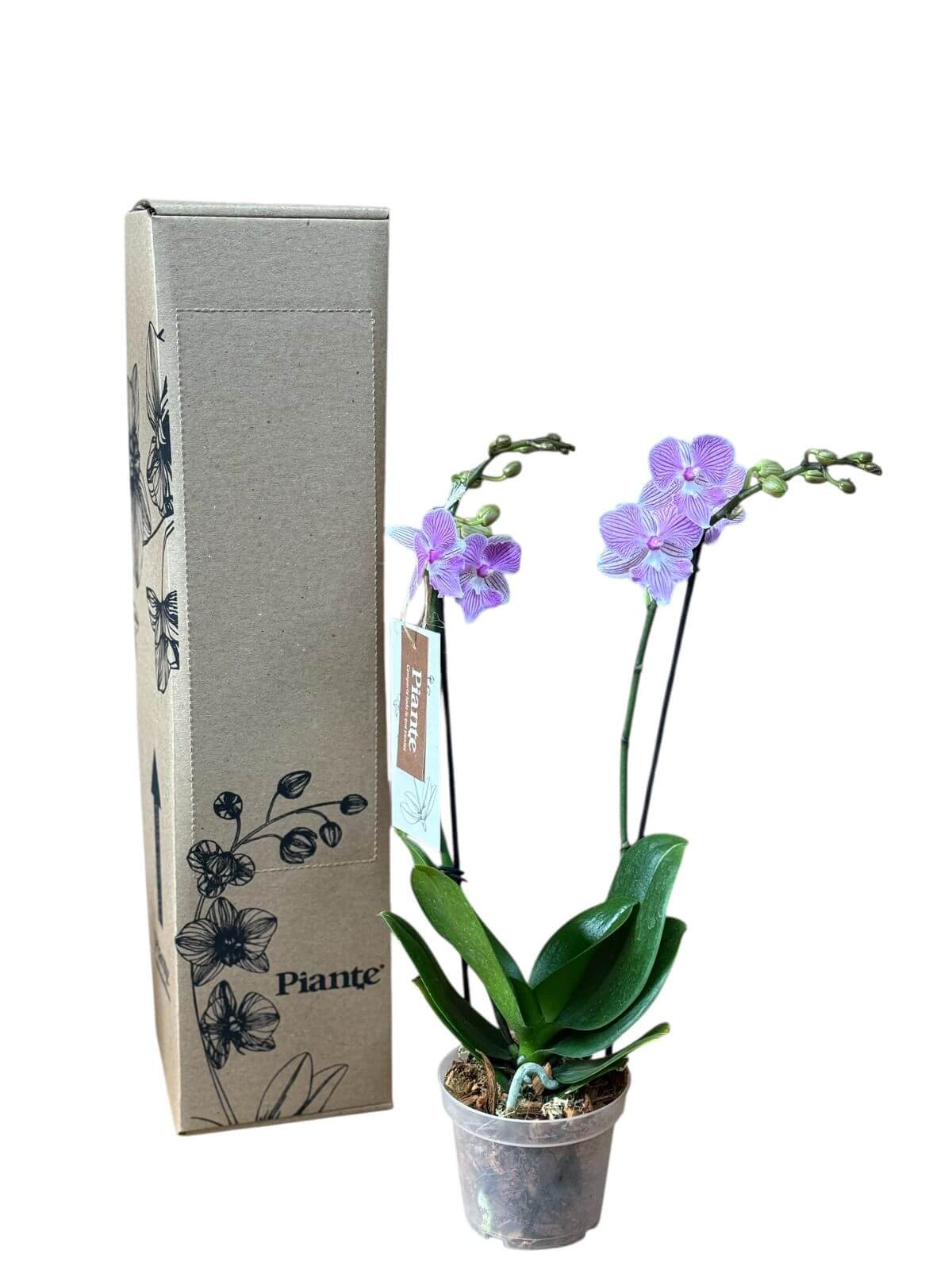 Orquidea Midi Supreme Exotica Manta Penida