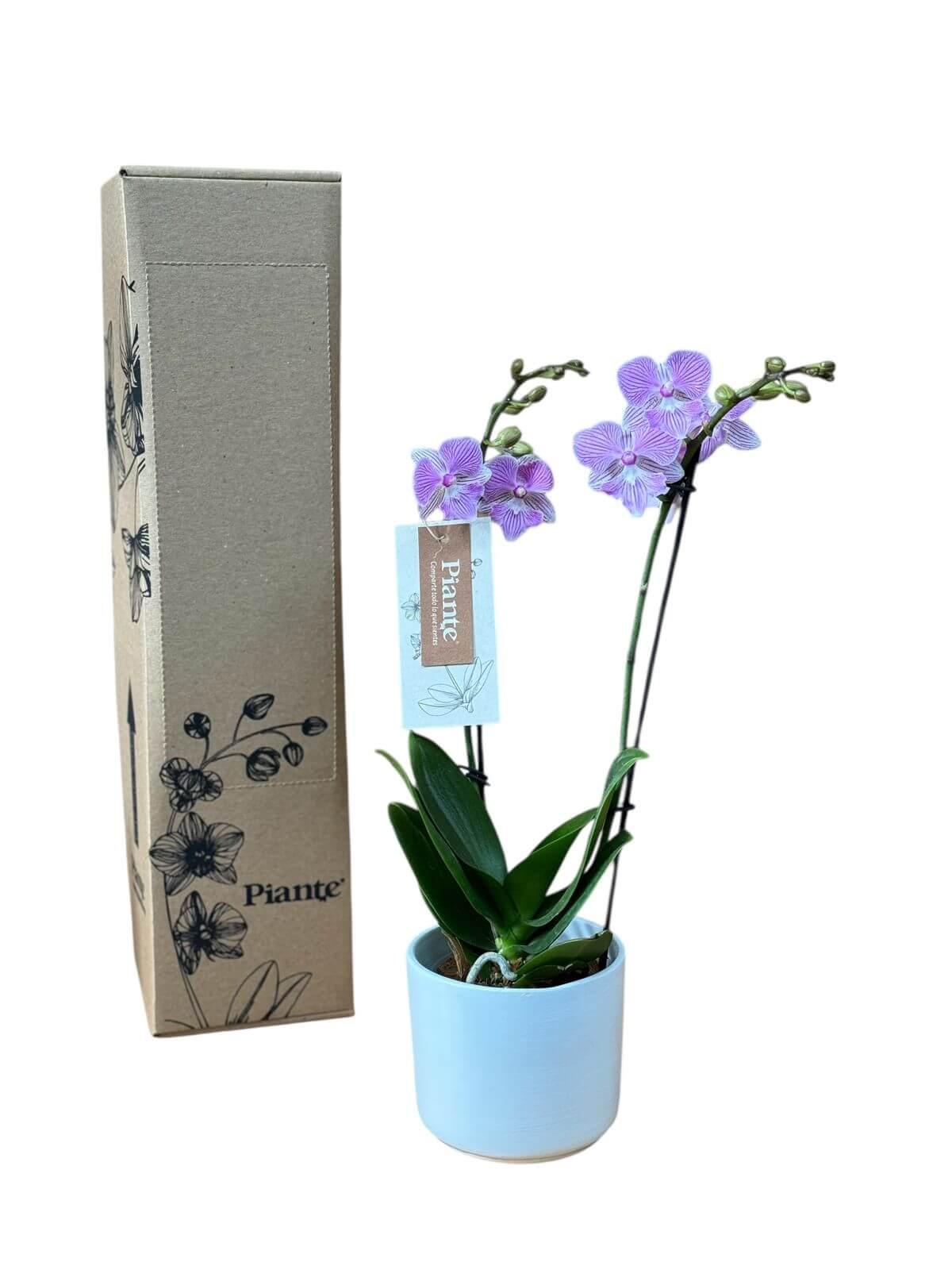 Orquídea Midi Supreme Manta Penida en Matera Ceramica