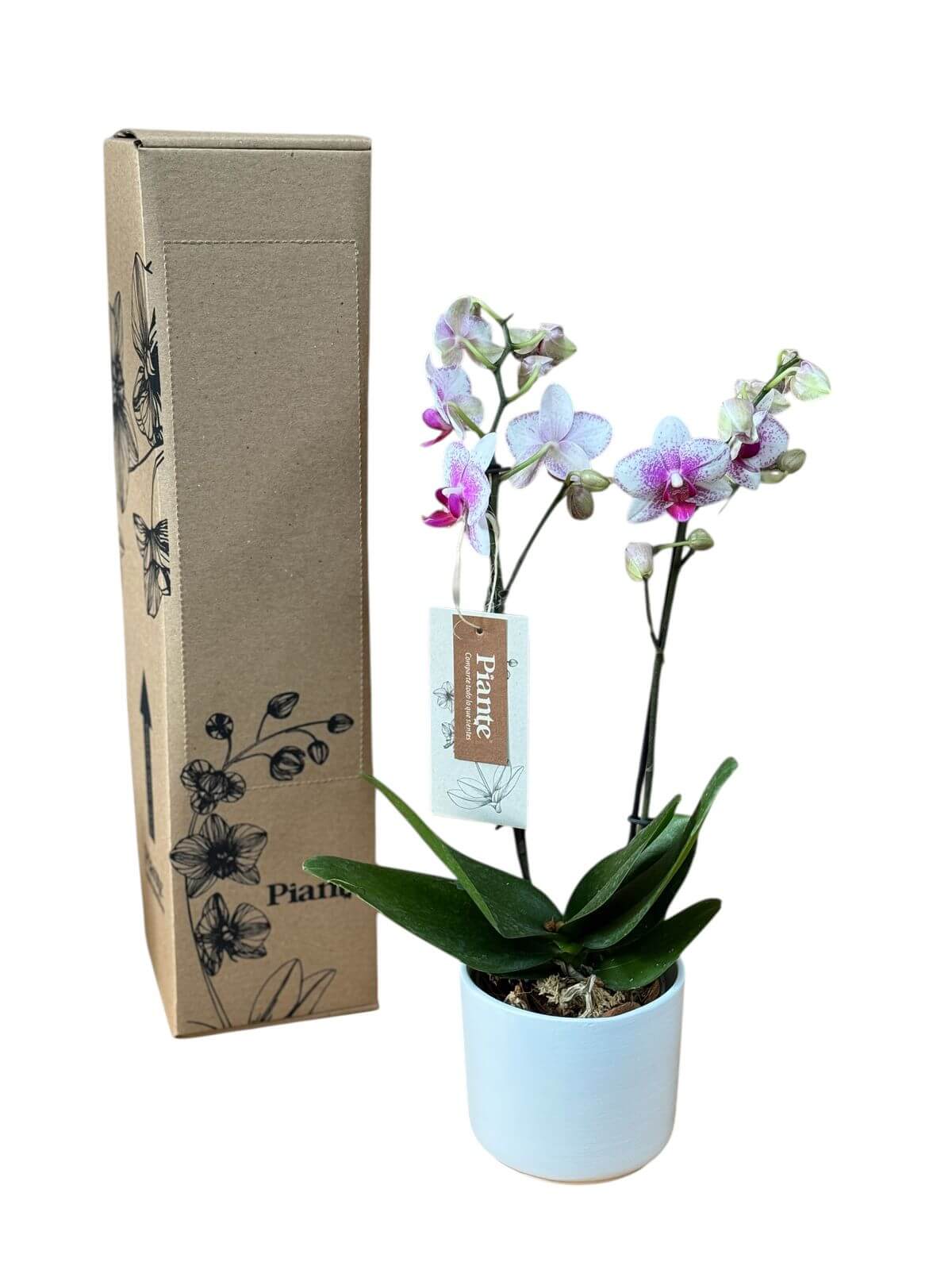 Orquídea Midi Supreme Exotica Roterdam en matera cerámica