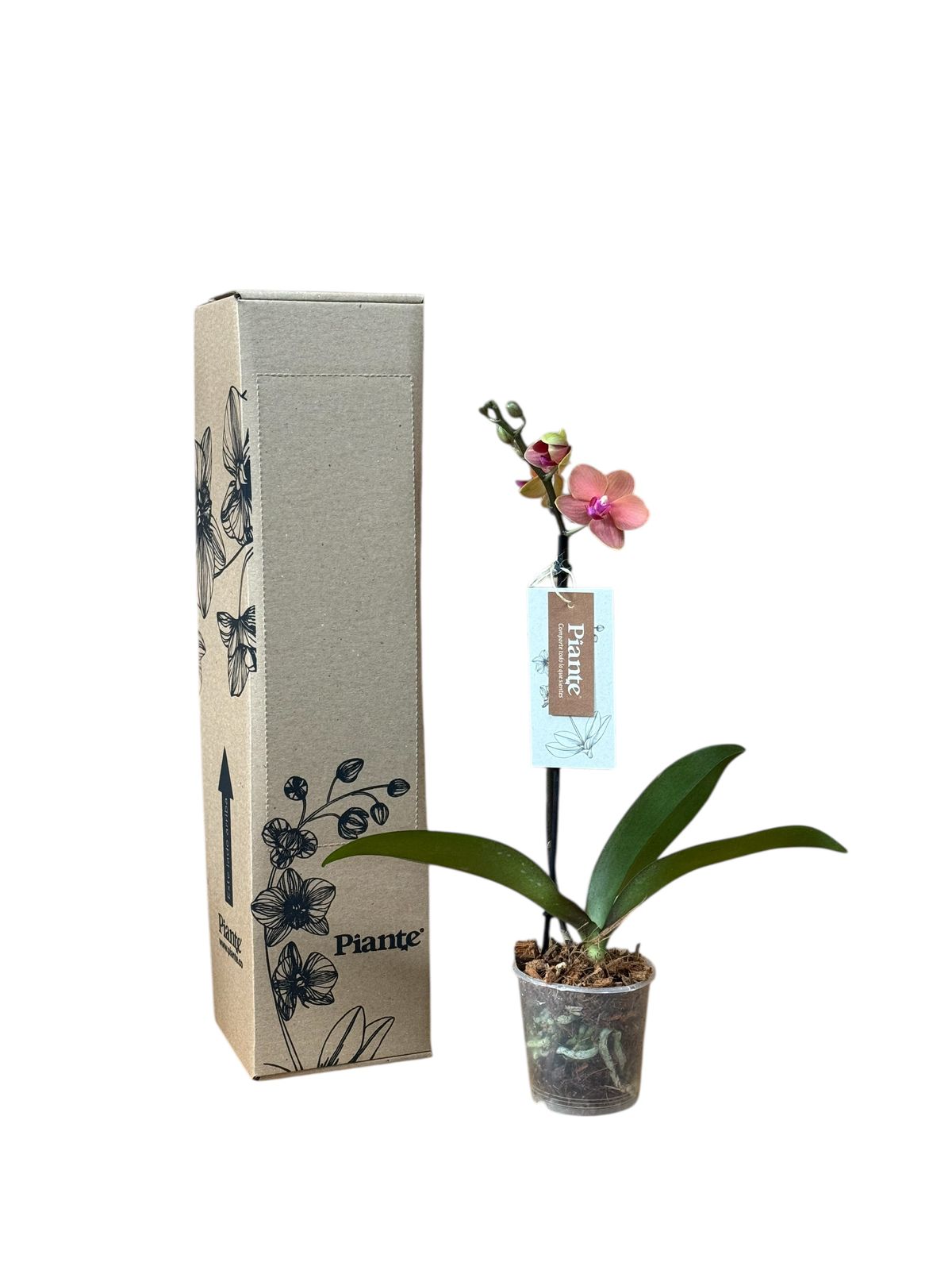 Orquídea Midi Premium Salmon Bolzano