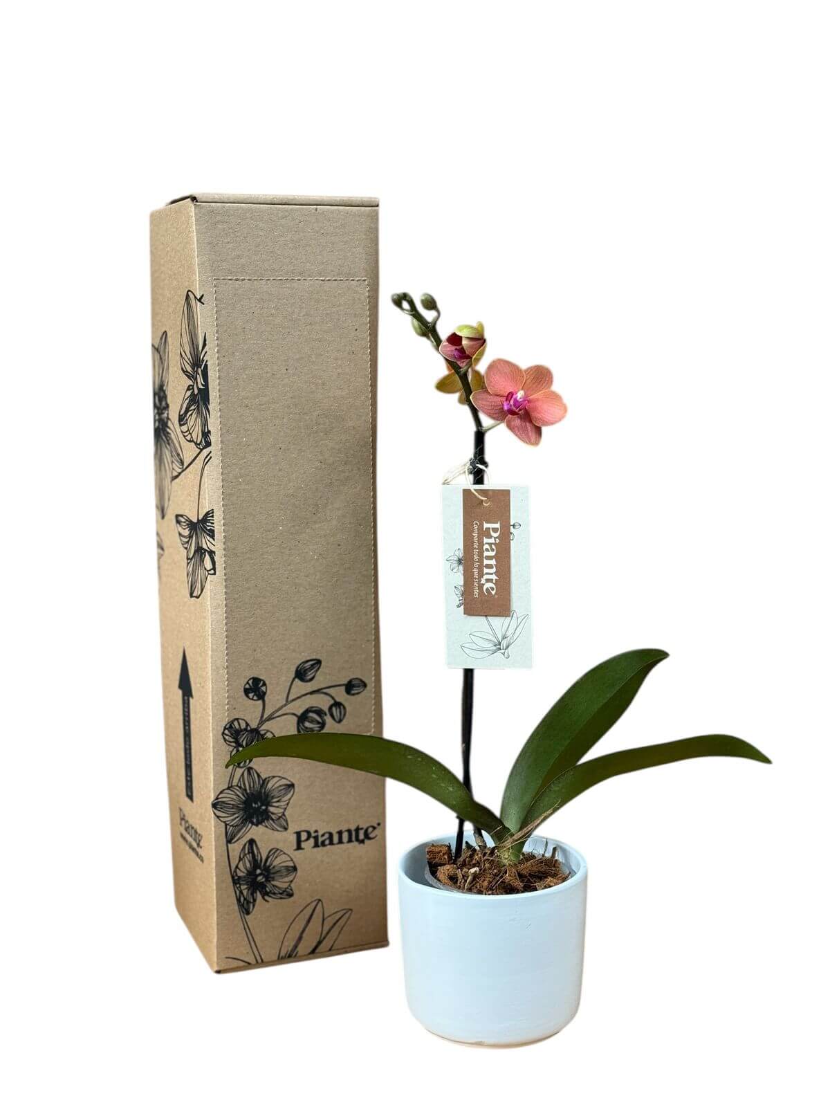 Orquídea Midi Premium Salmon Bolzano en Matera Cerámica