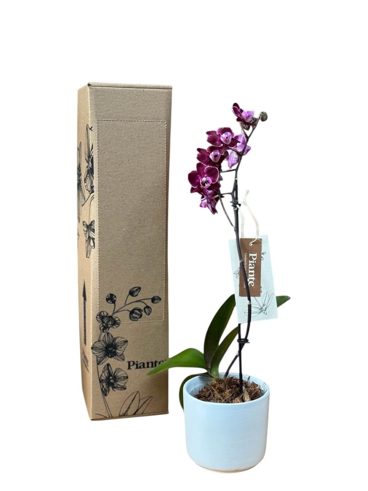 Orquídea Midi Premium Santa Barbara en Matera Cerámica