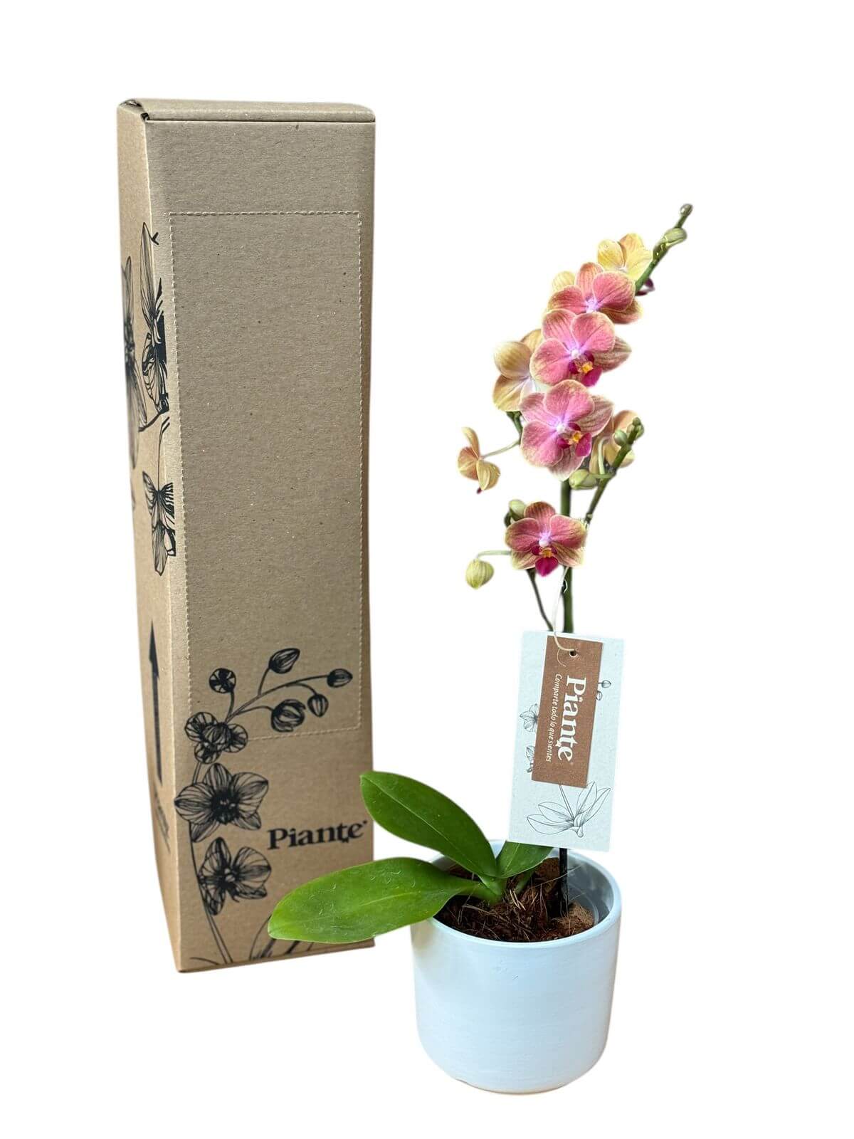 Orquídea Midi Premium Naranja Sogo Jisso en Matera Cerámica