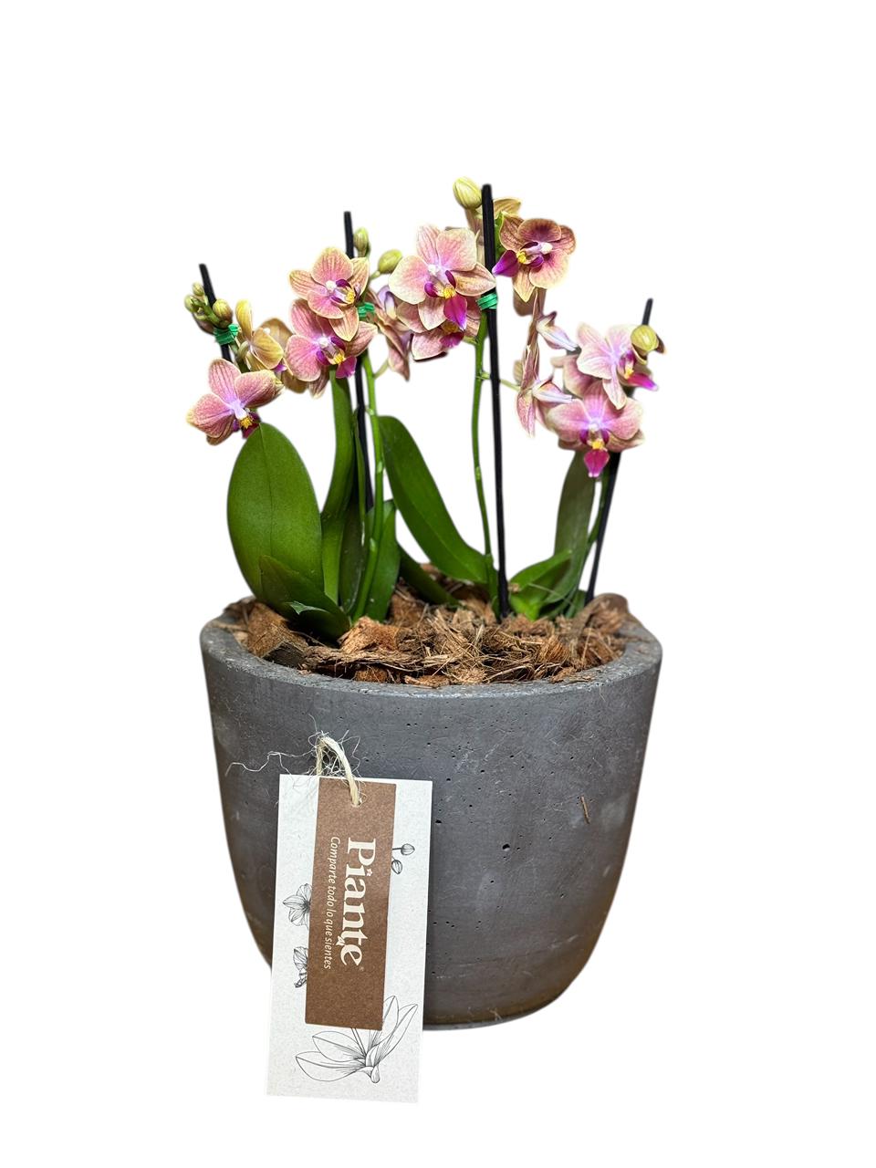 Arreglo de orquideas minis naranja en matera mediana de concreto Gris