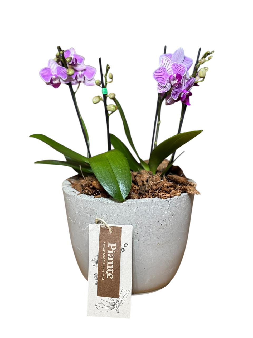 Arreglo de orquideas minis morado en matera mediana de concreto Gris Ratón