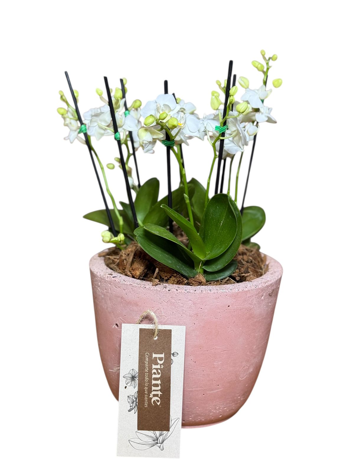 Arreglo de orquideas minis Blancas en matera mediana de concreto Rosada