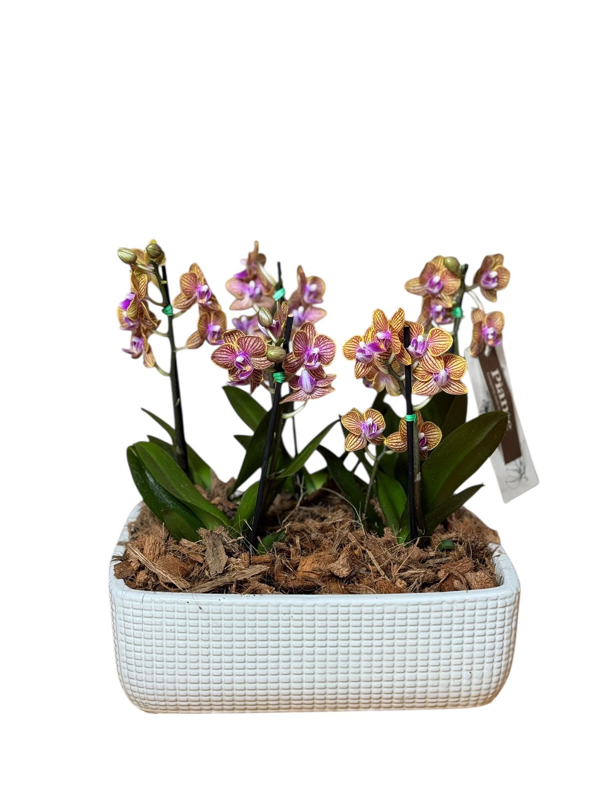 Arreglo tipo jardín de orquídeas minis amarillas en matera cuadrada