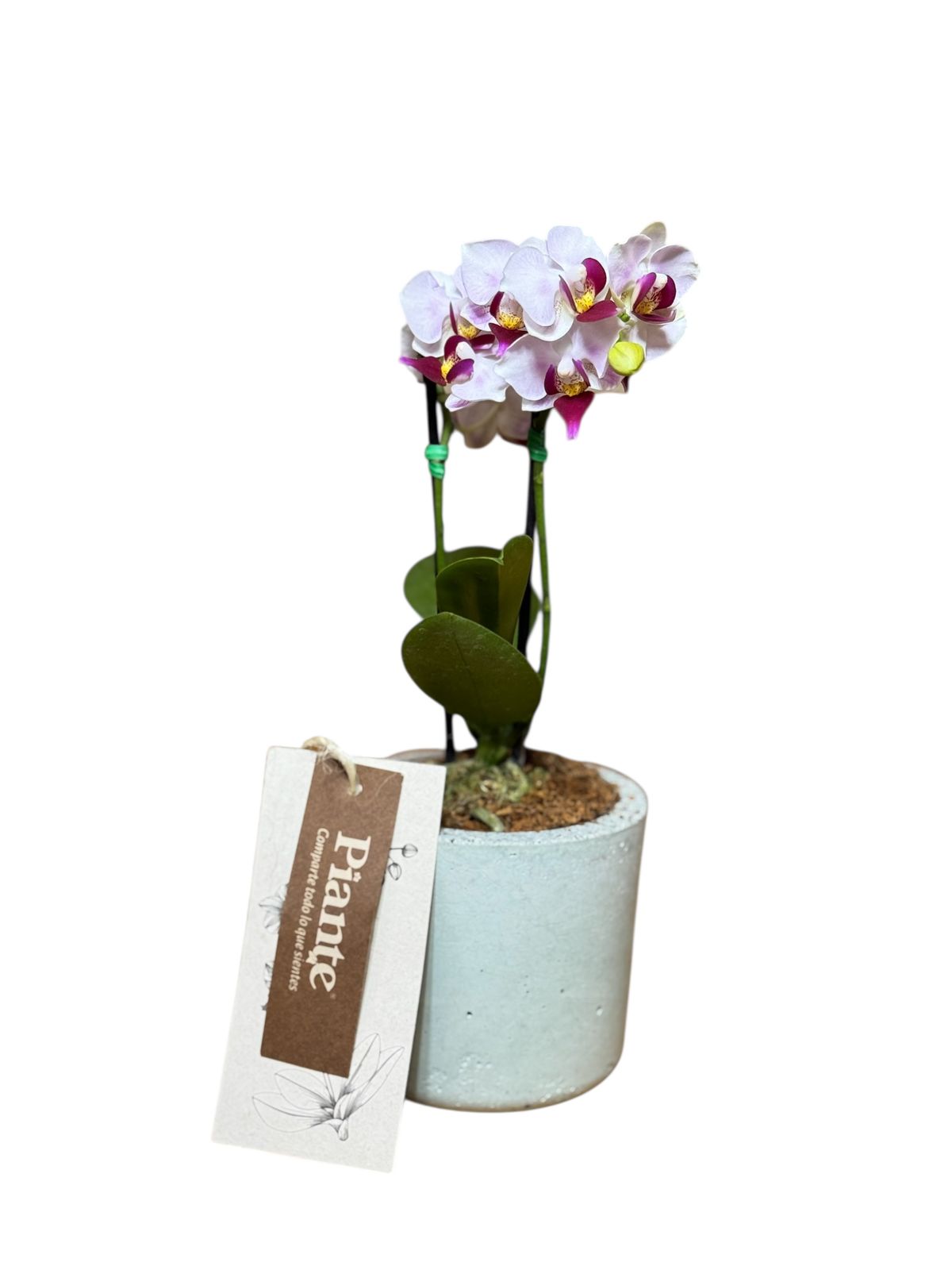 Orquídea mini blanca en matera de concreto gris