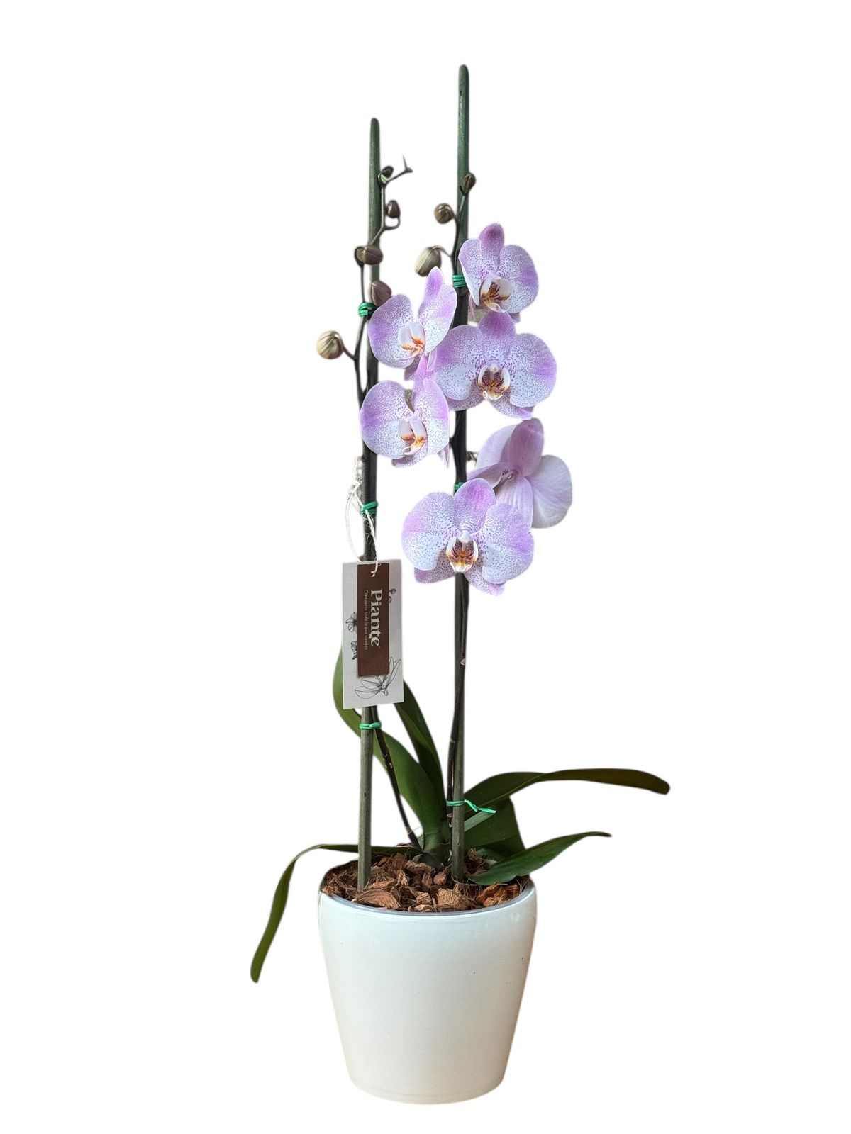 Arreglo de Orquídea King de dos espigas en matera Alaska blanca de 18 cm