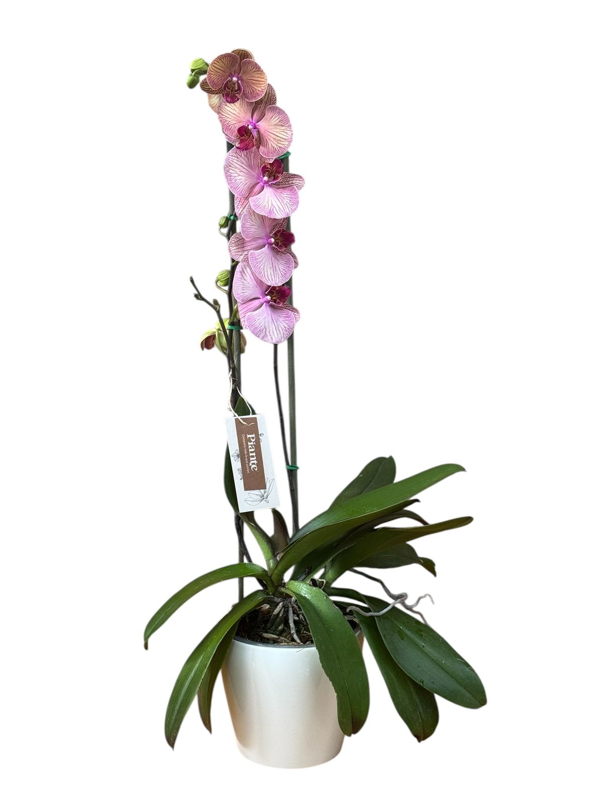 Arreglo Orquídea King de dos espigas salmon en matera Alaska blanca de 18 cm