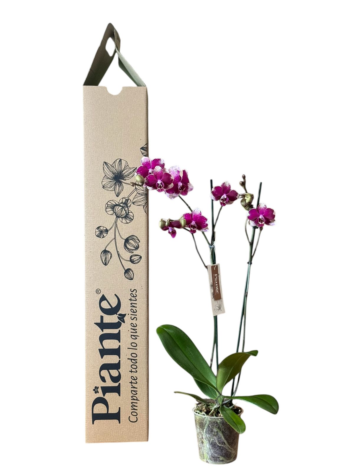 Orquídea Grandi Supreme Exotica Rombley