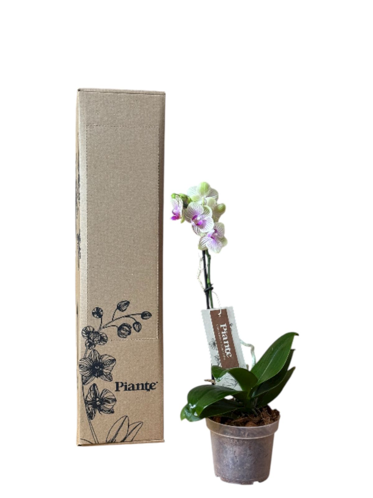 Orquídea Midi Premium Amarilla Michu