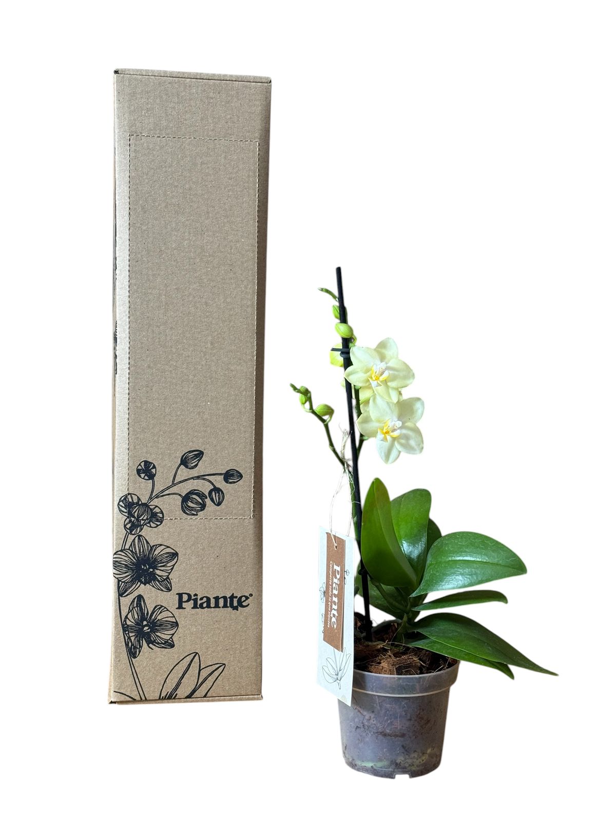 Orquídea Midi Premium Amarilla Pereira