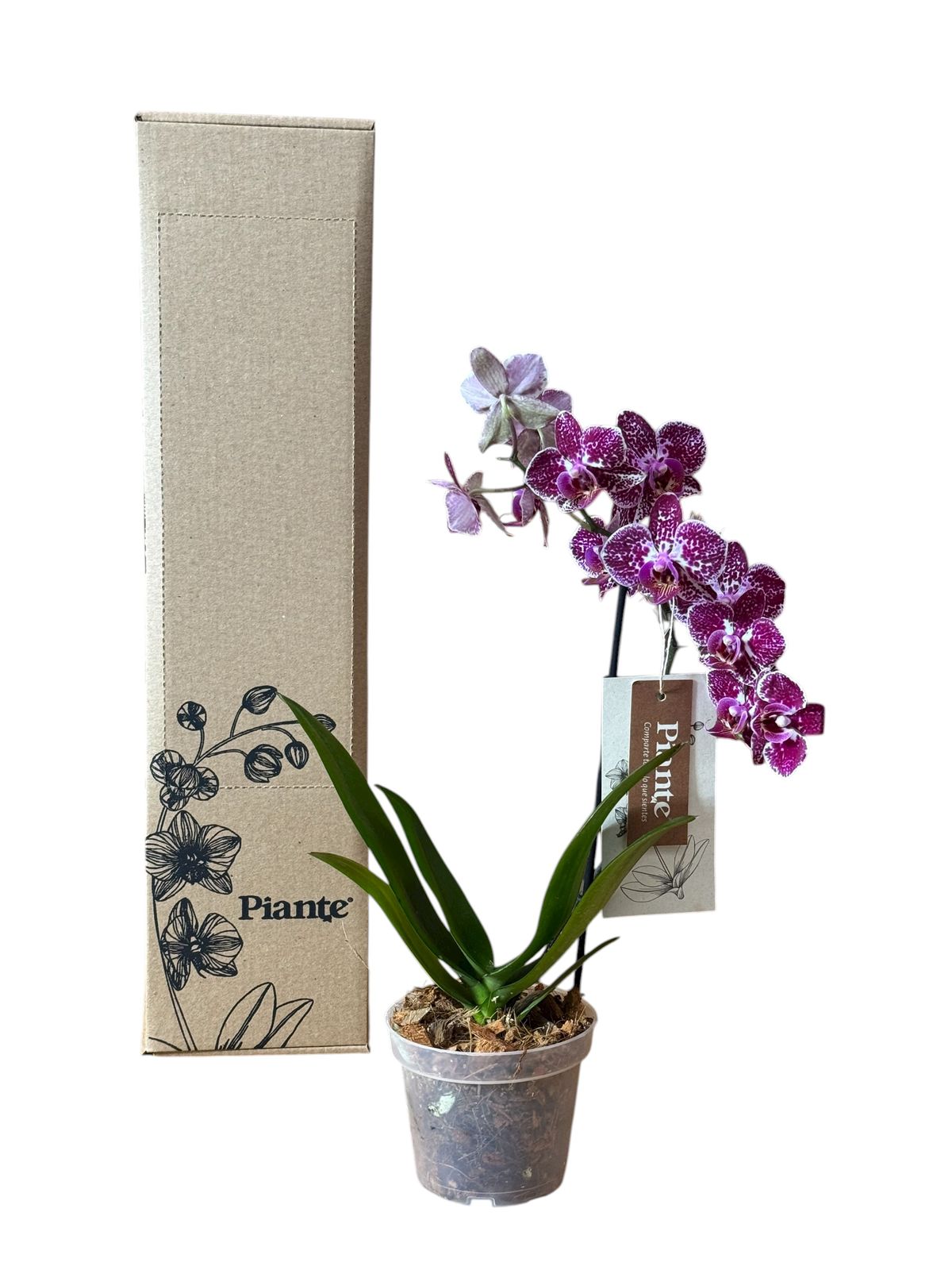 Orquídea Midi Premium Exotica Cadiz