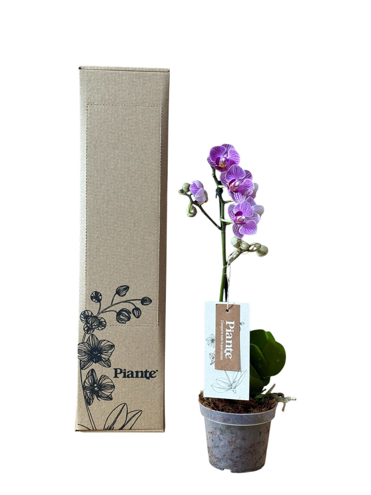 Orquídea Midi Premium Exotica Salitre