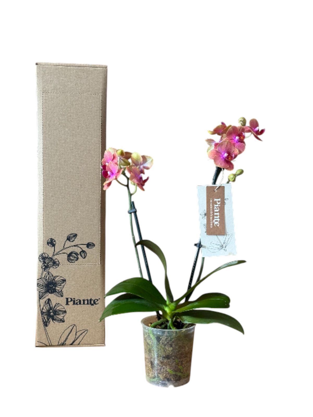 Orquídea Midi Supreme Salmon Bolzano