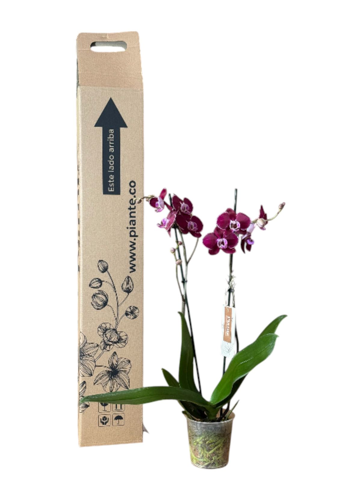 Orquídea Grandi Exotica Morada Supreme Reims