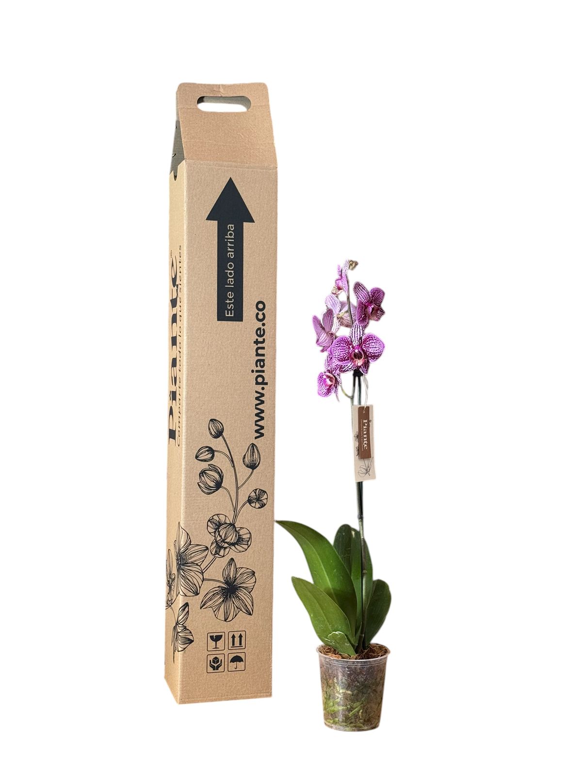 Orquídea Grandi Premium Exotica Amelia