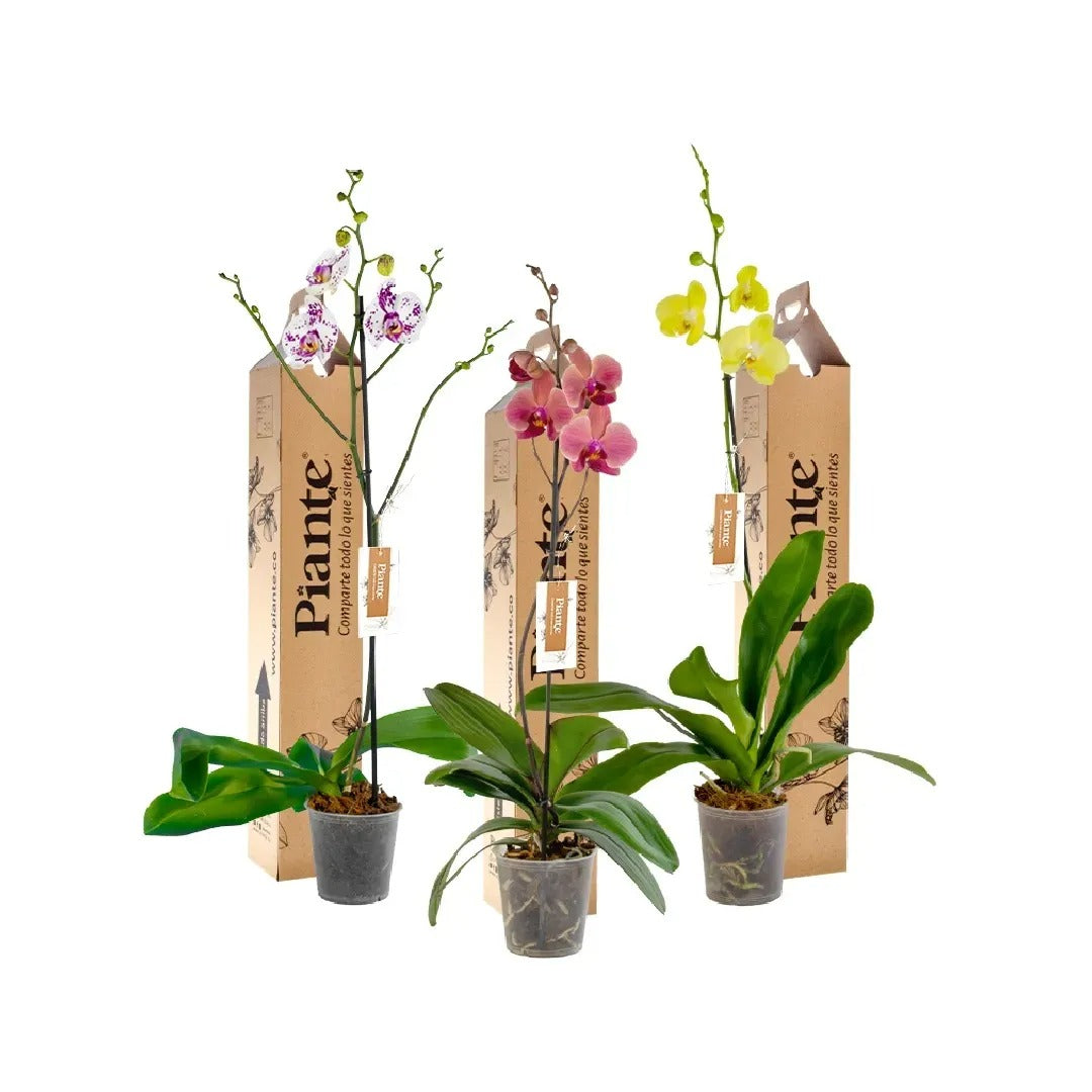 Combo x3 Orquídeas Grandi Premium en Matera Cultivo BG
