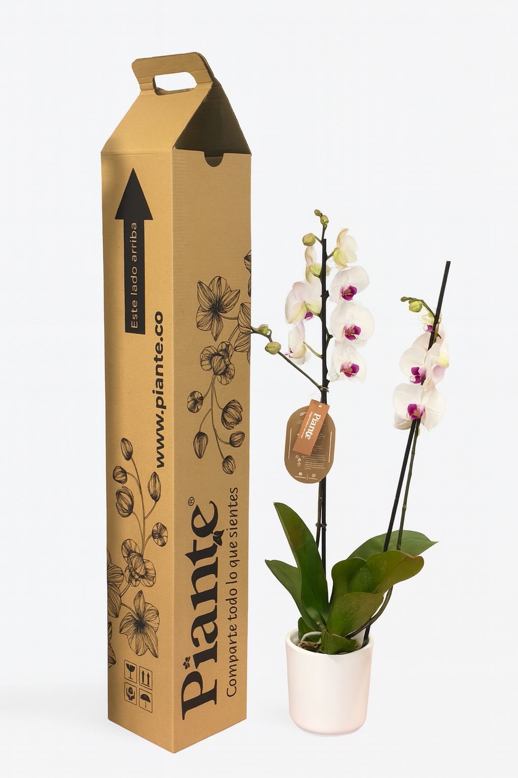 Orquídea Grandi Supreme Denver en matera Cerámica