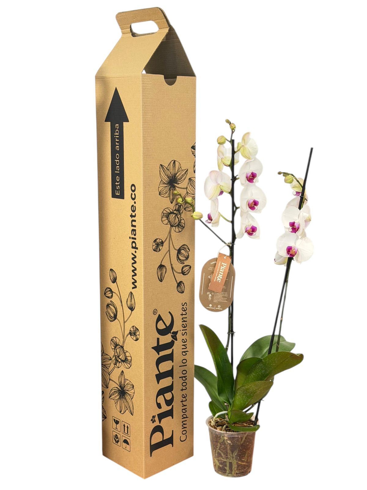 Orquídea Grandi supreme BLANCO LABIO ROJO Denver