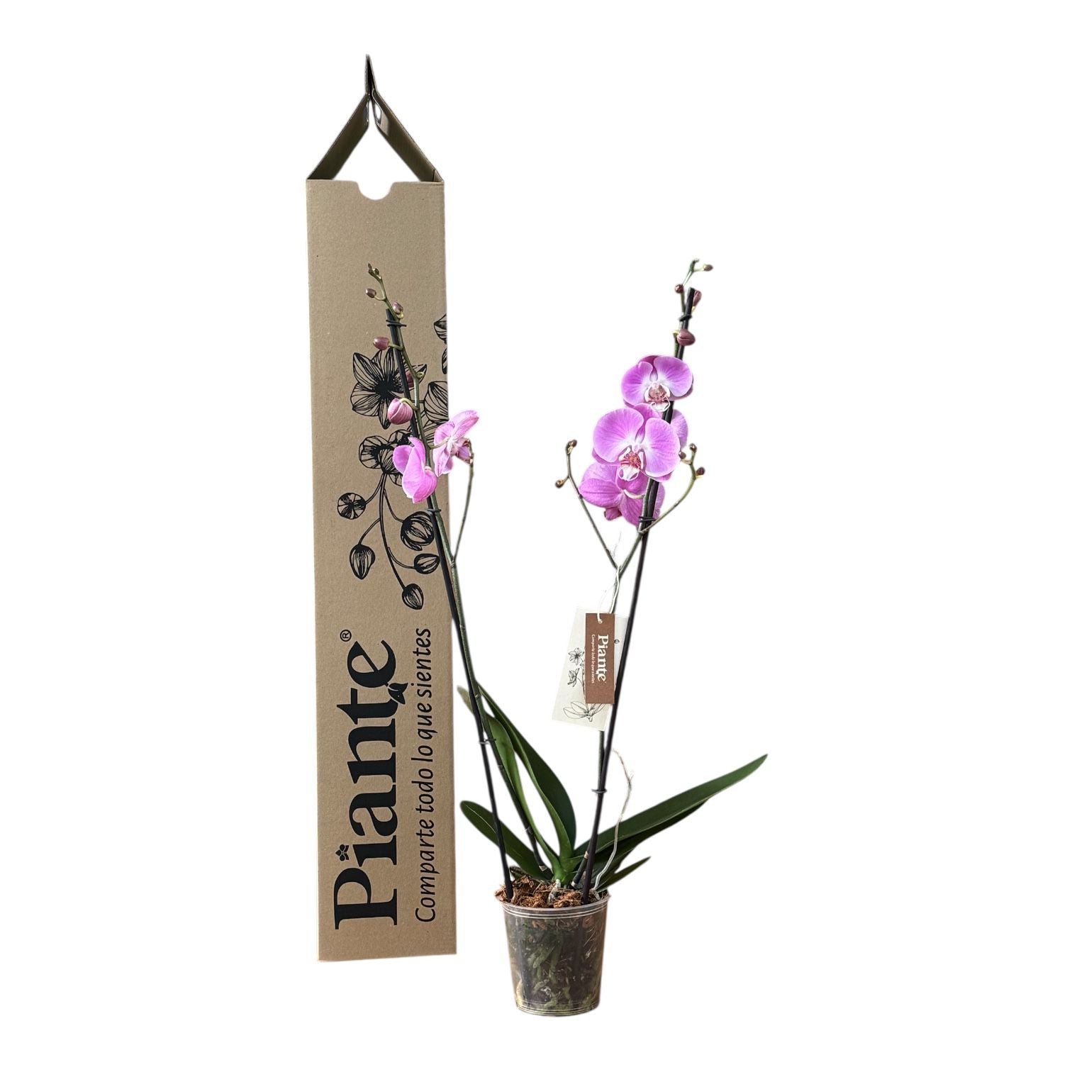 Orquídea Grandi Supreme Rosada Infinity Dreams