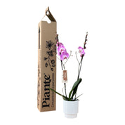 Orquídea Grandi Supreme Washintong en Matera Acanalada