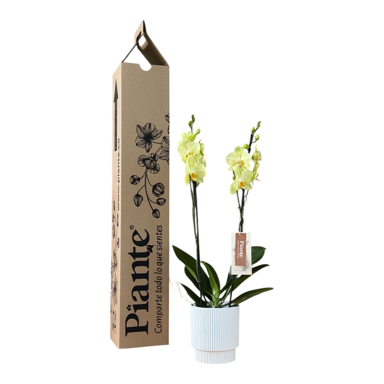 Orquídea Grandi Supreme Volterra en Matera Ceramica Acanalada