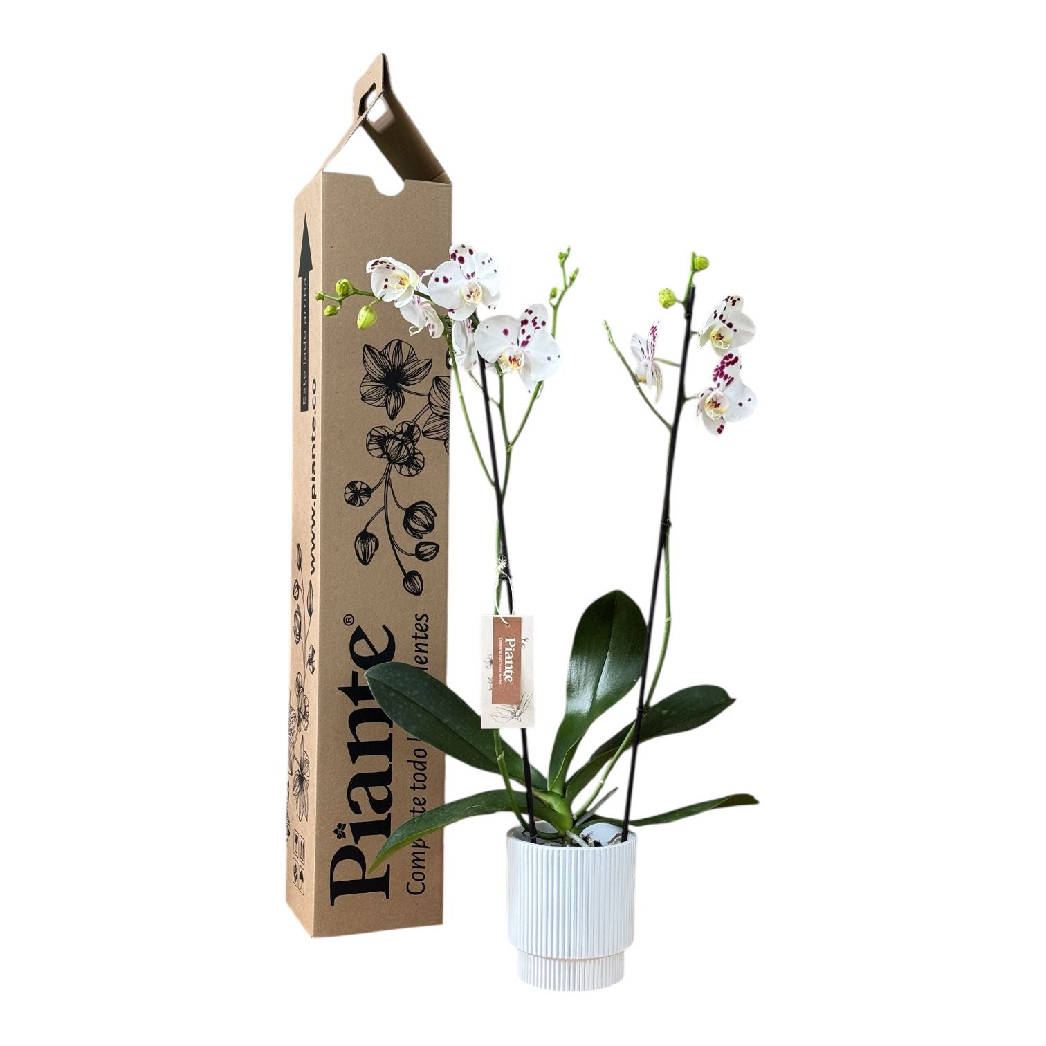 Orquídea Grandi Supreme Palamos en Matera Ceramica Acanalada