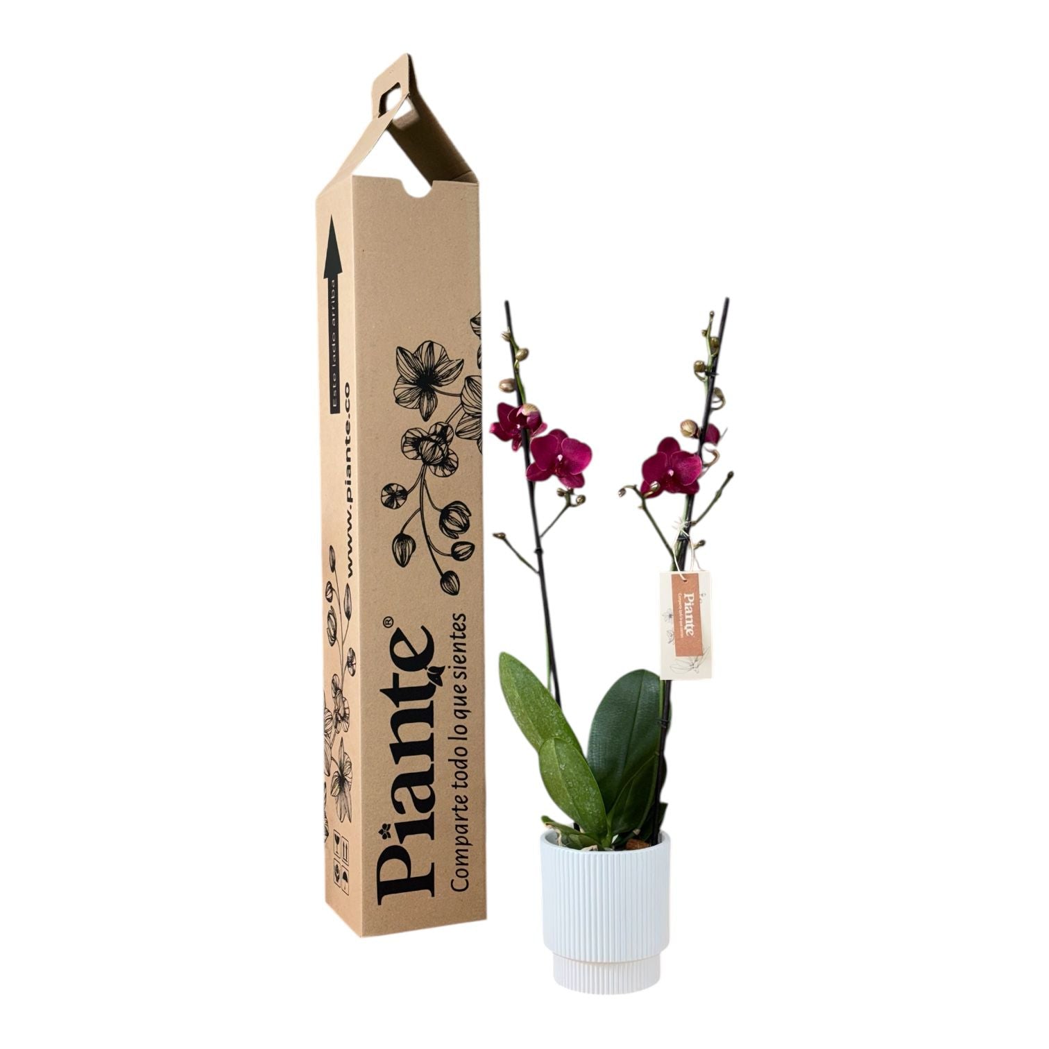 Orquídea Grandi Supreme Montreux en Matera Ceramica Acanalada