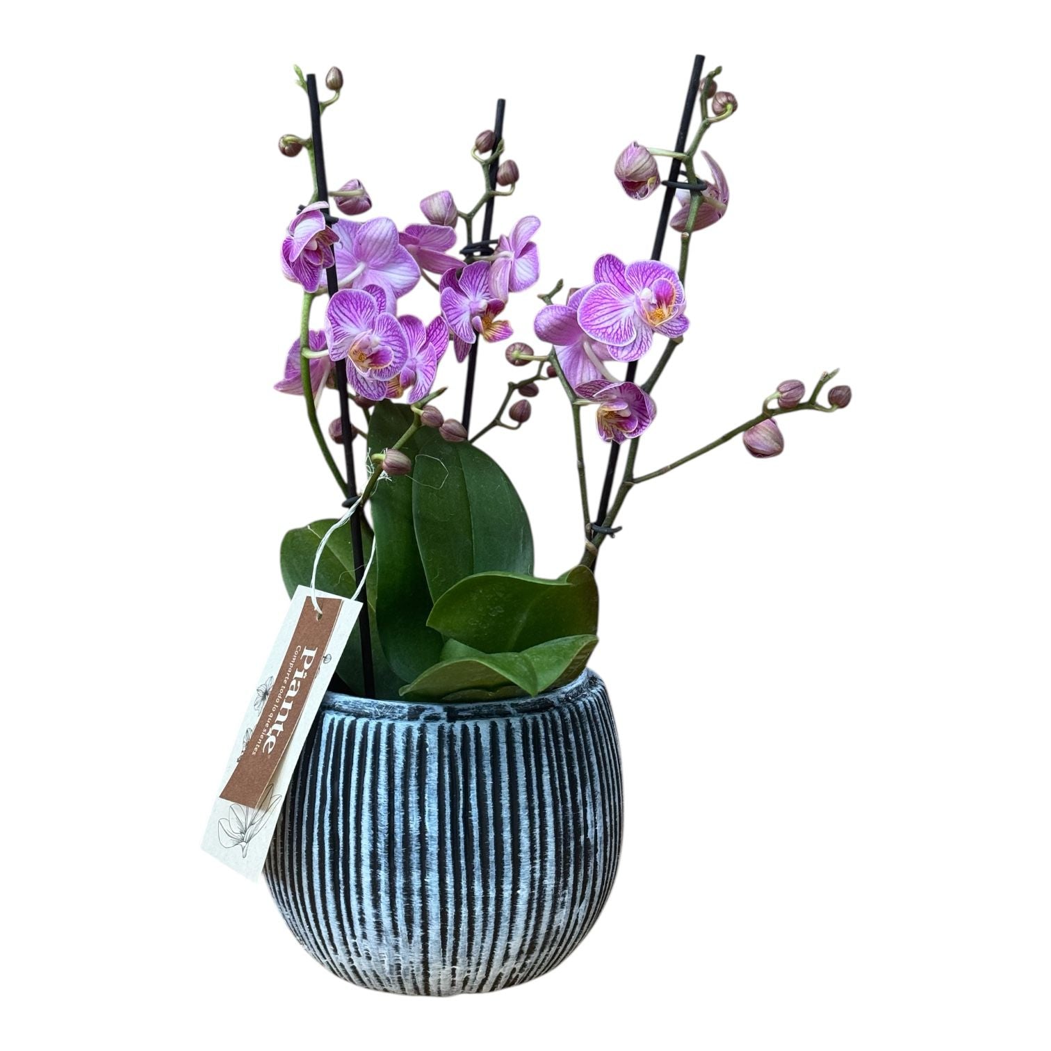 Bowl orquídeas Medianas HoneyBee