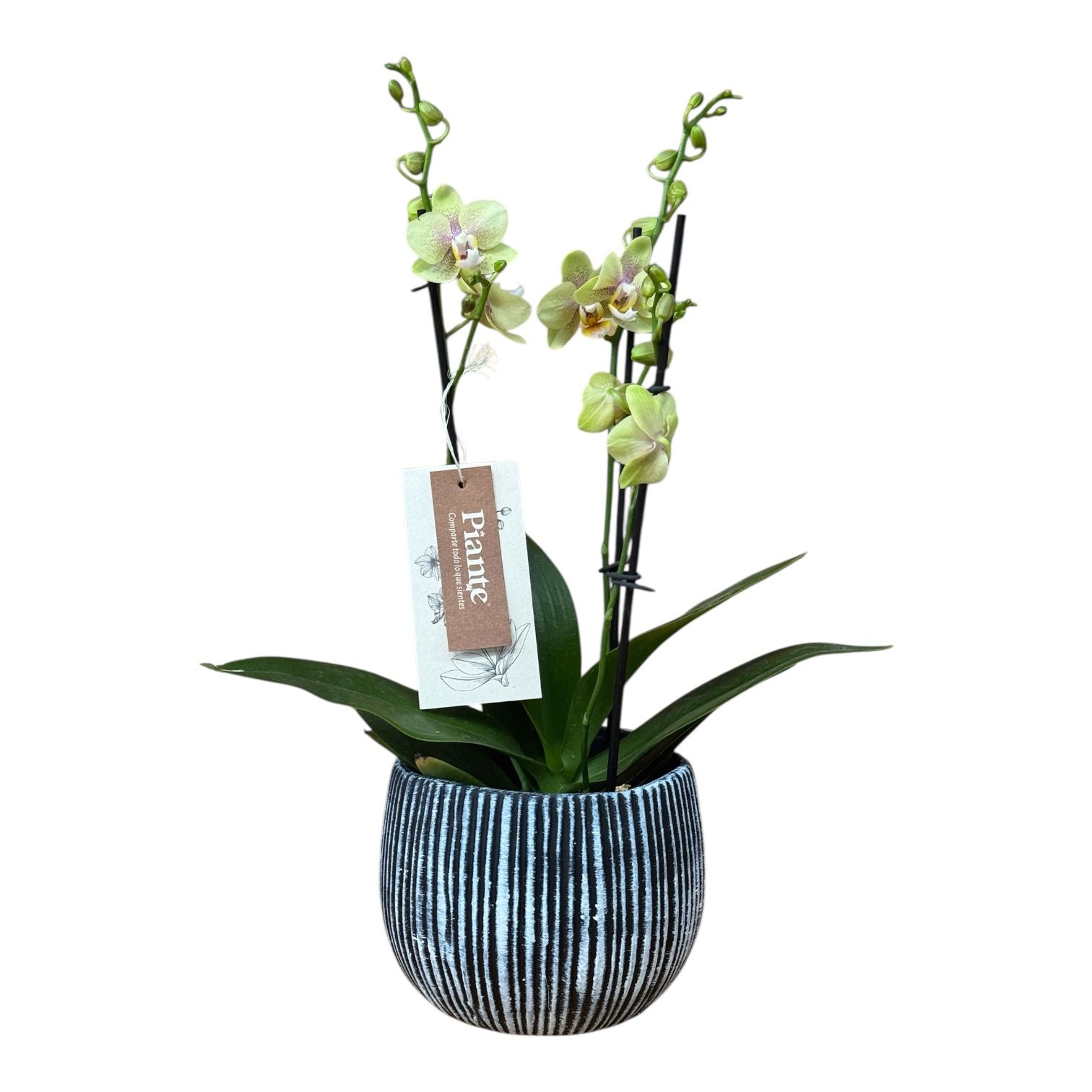 Bowl orquídeas Medianas Amarillas