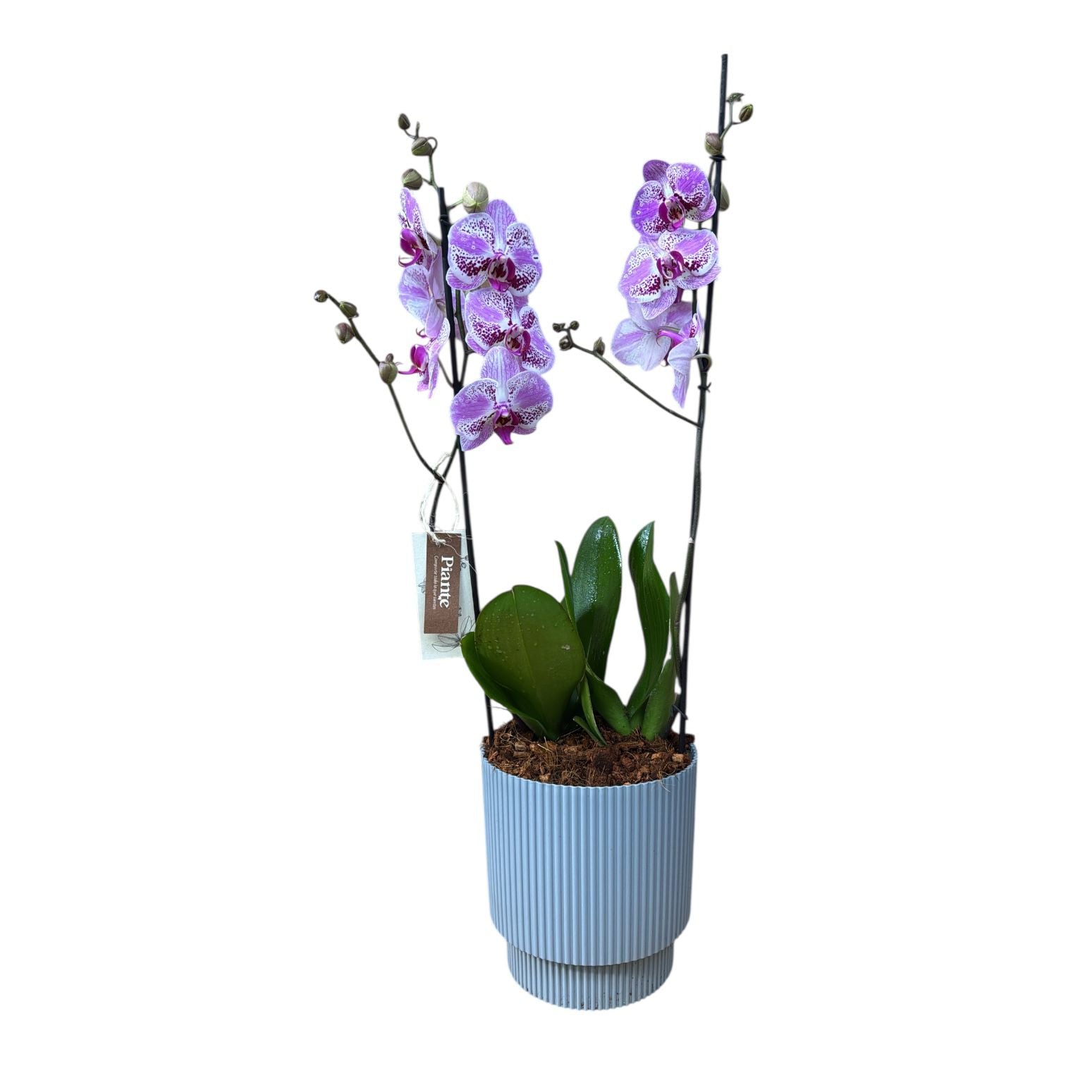 Arreglo de orquídeas sevilla en Milly Gris