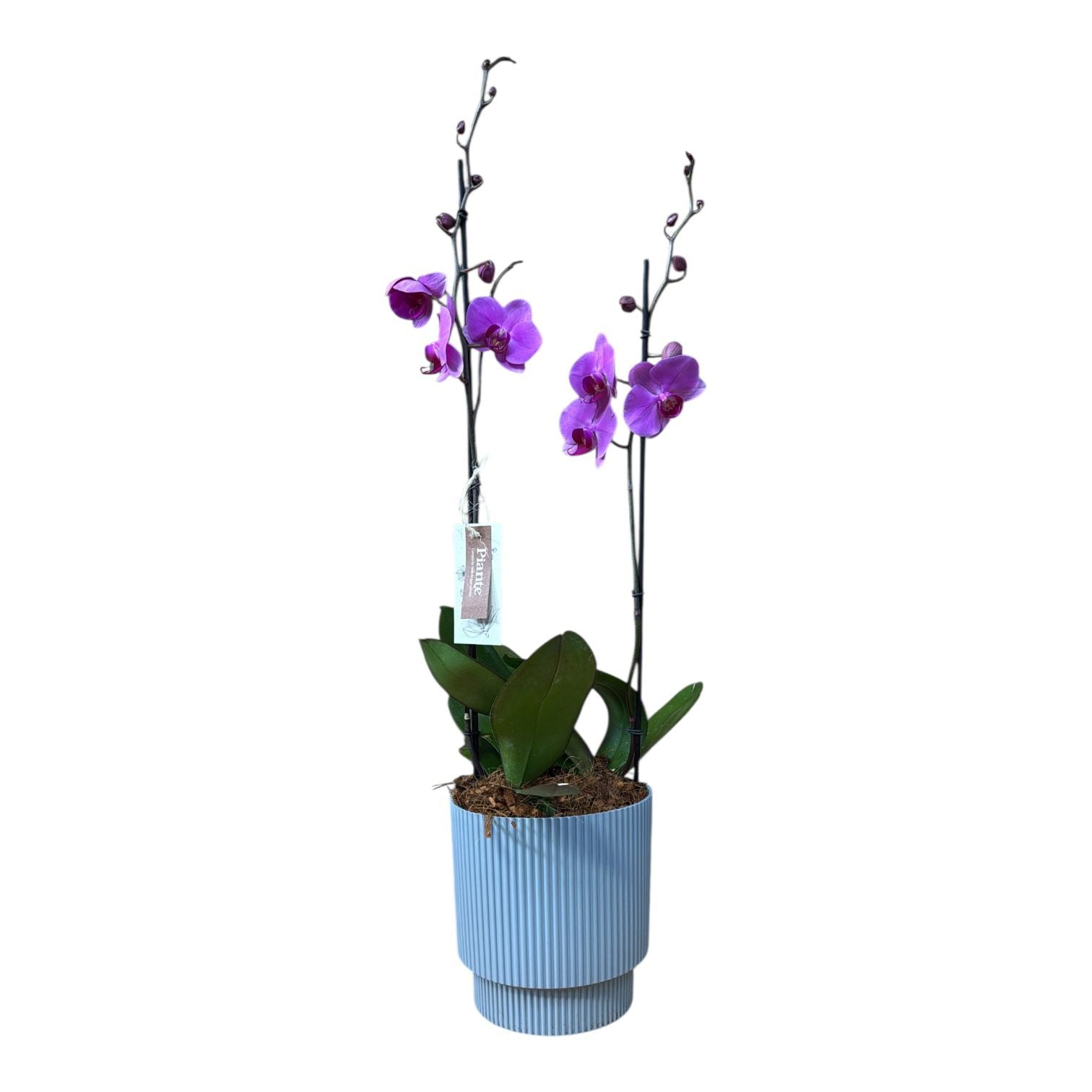 Arreglo de Orquideas Minneapolis en Matera Milly Gris