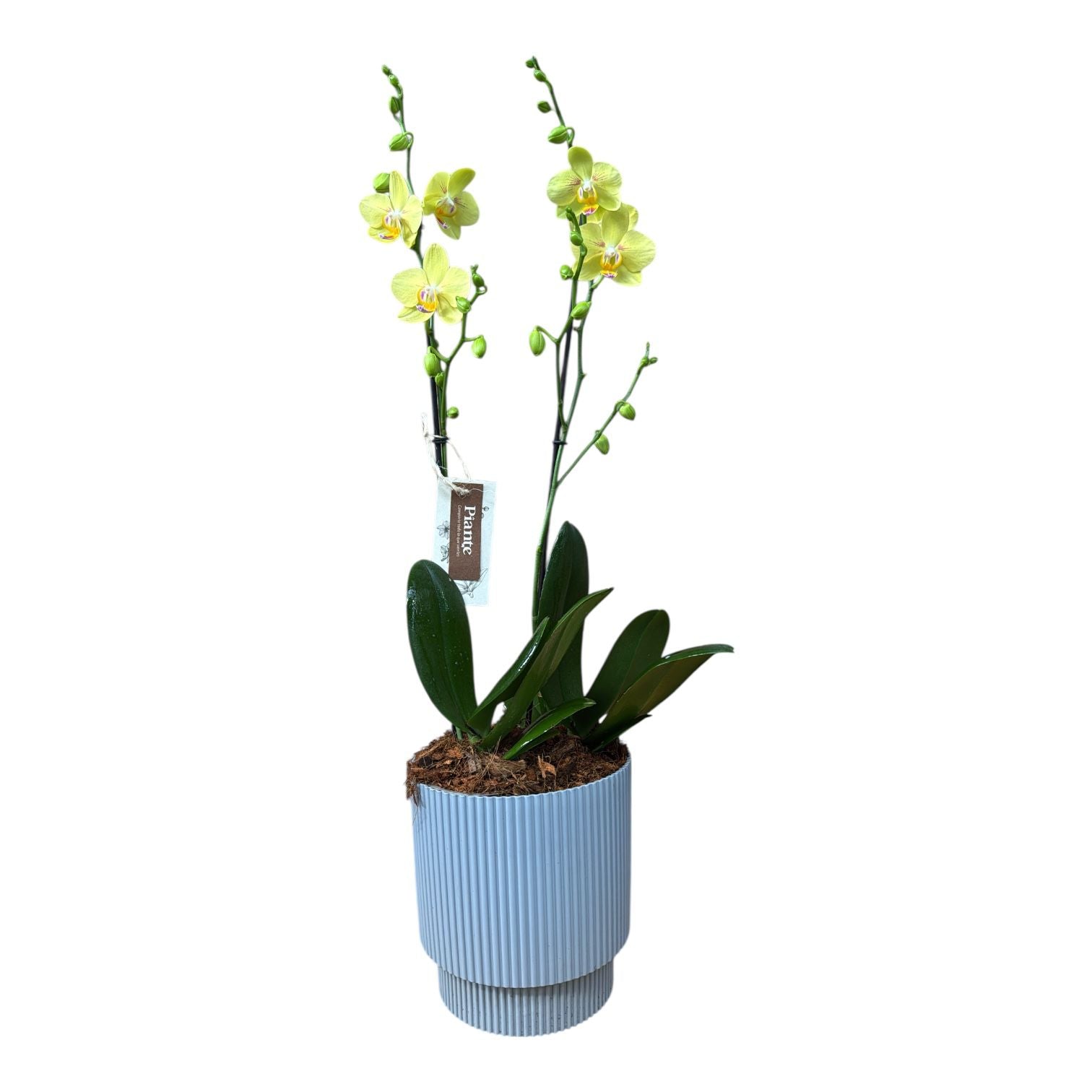 Arreglo de orquídeas IntiSun en Milly Gris