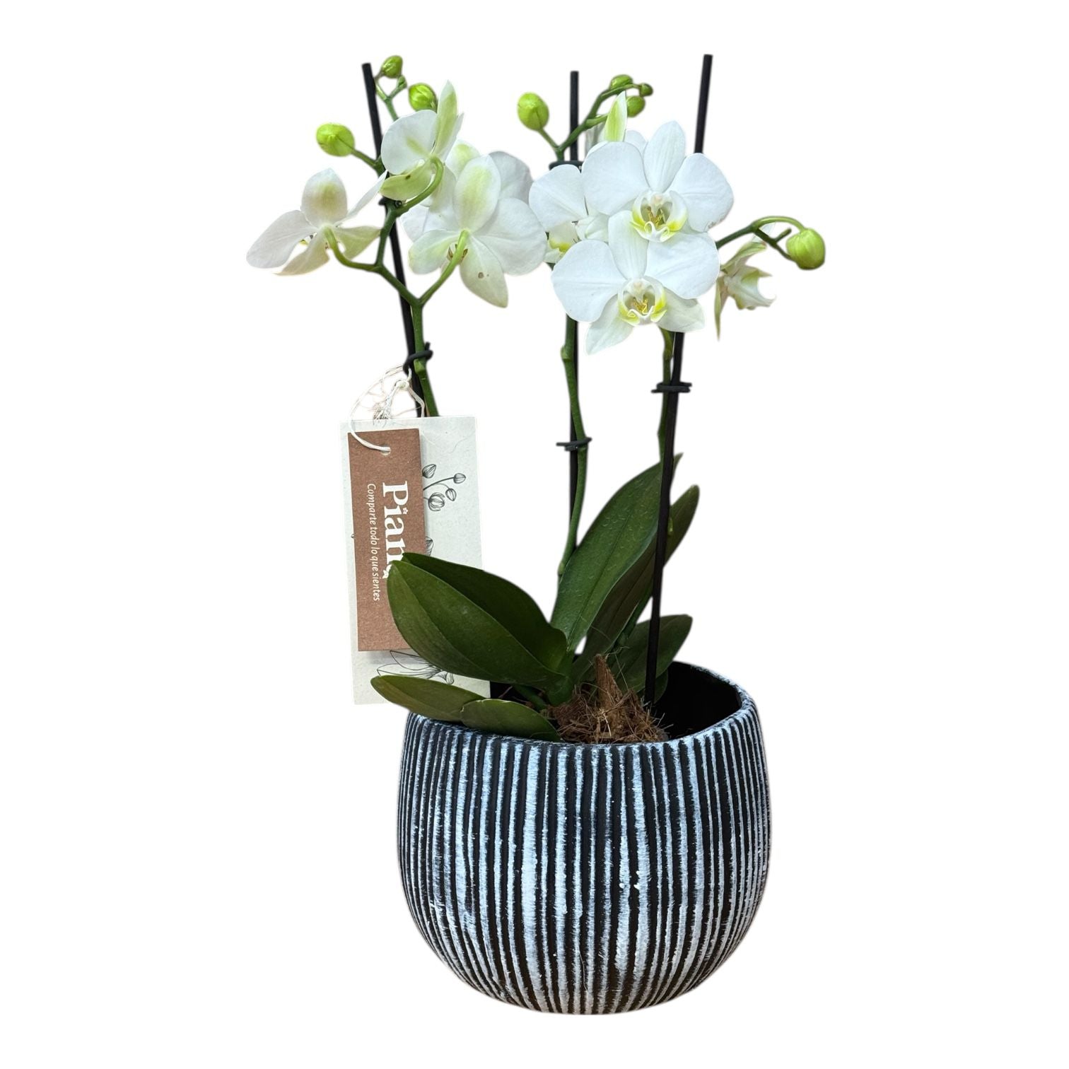 Bowl orquídeas Medianas Blancas