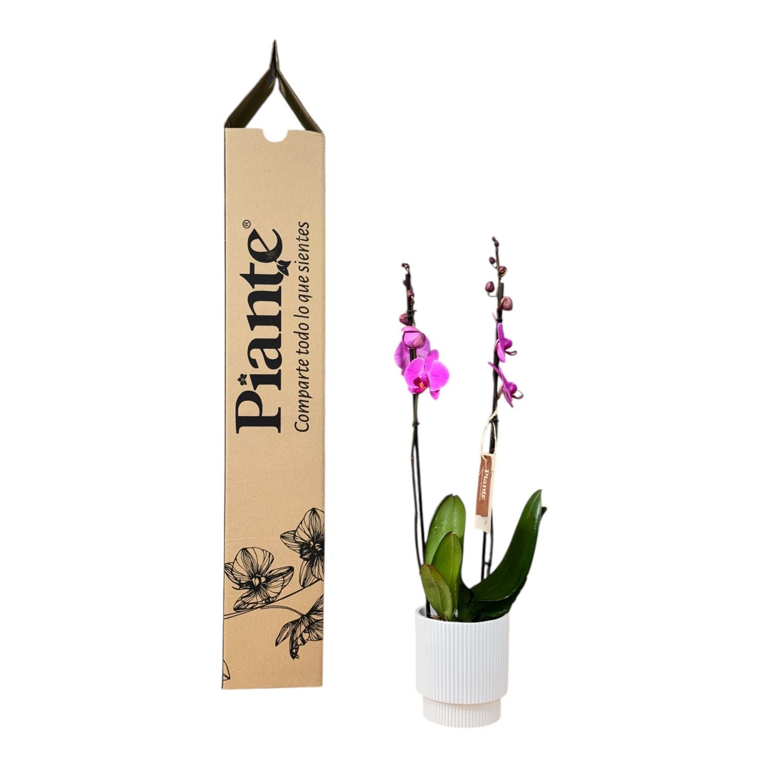 Orquídea Grandi Supreme Orlando en Matera Acanalada