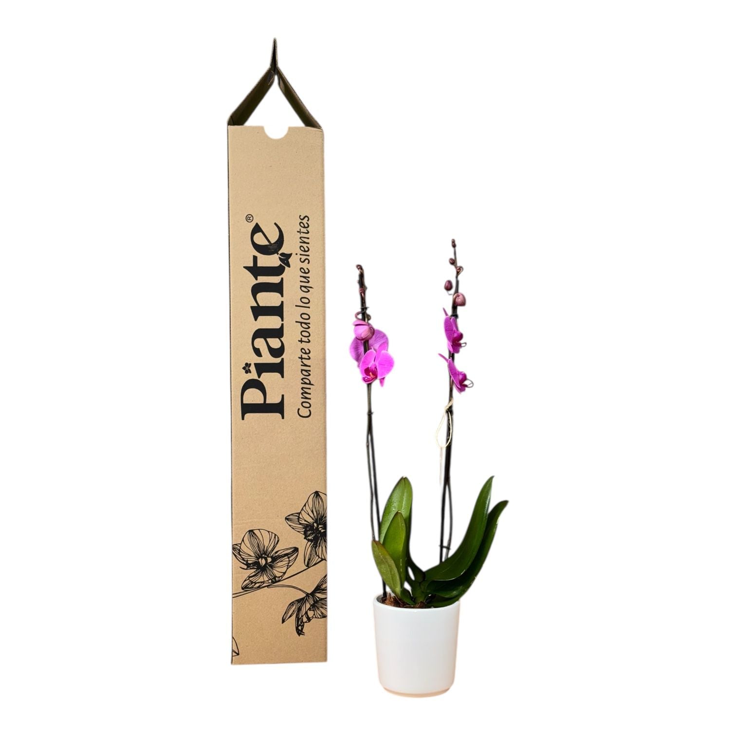 Orquídea Grandi Supreme Morado Orlando en Matera Ceramica