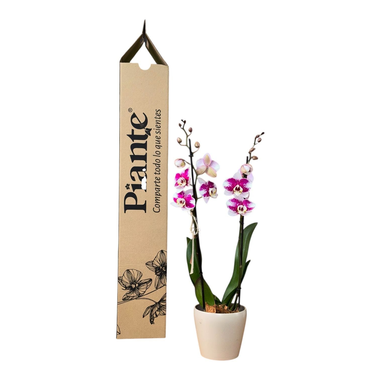 Orquídea Grandi Supreme Exotica Barcelona en Taupe 15