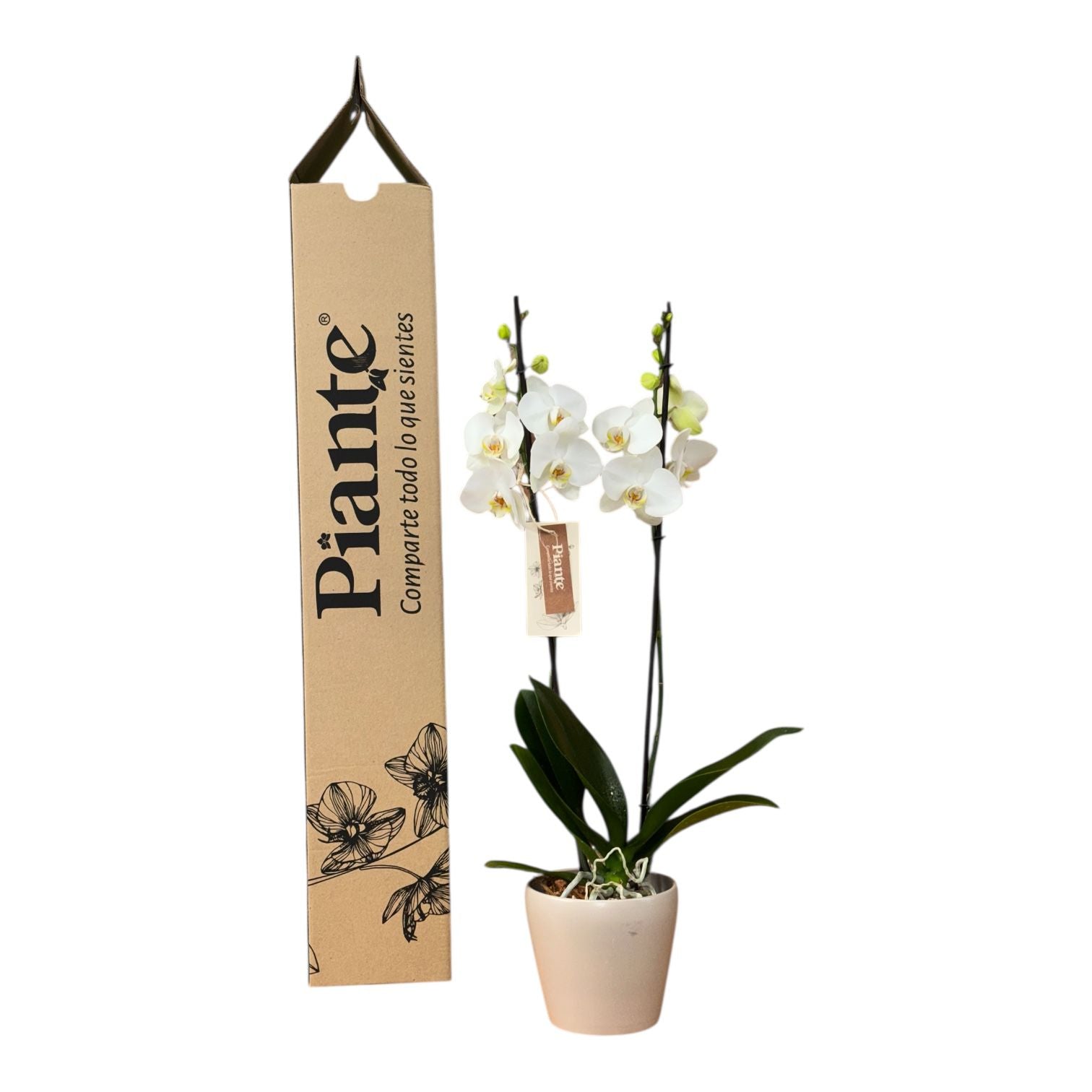 Orquídea Grandi Supreme Leed en Taupe 15