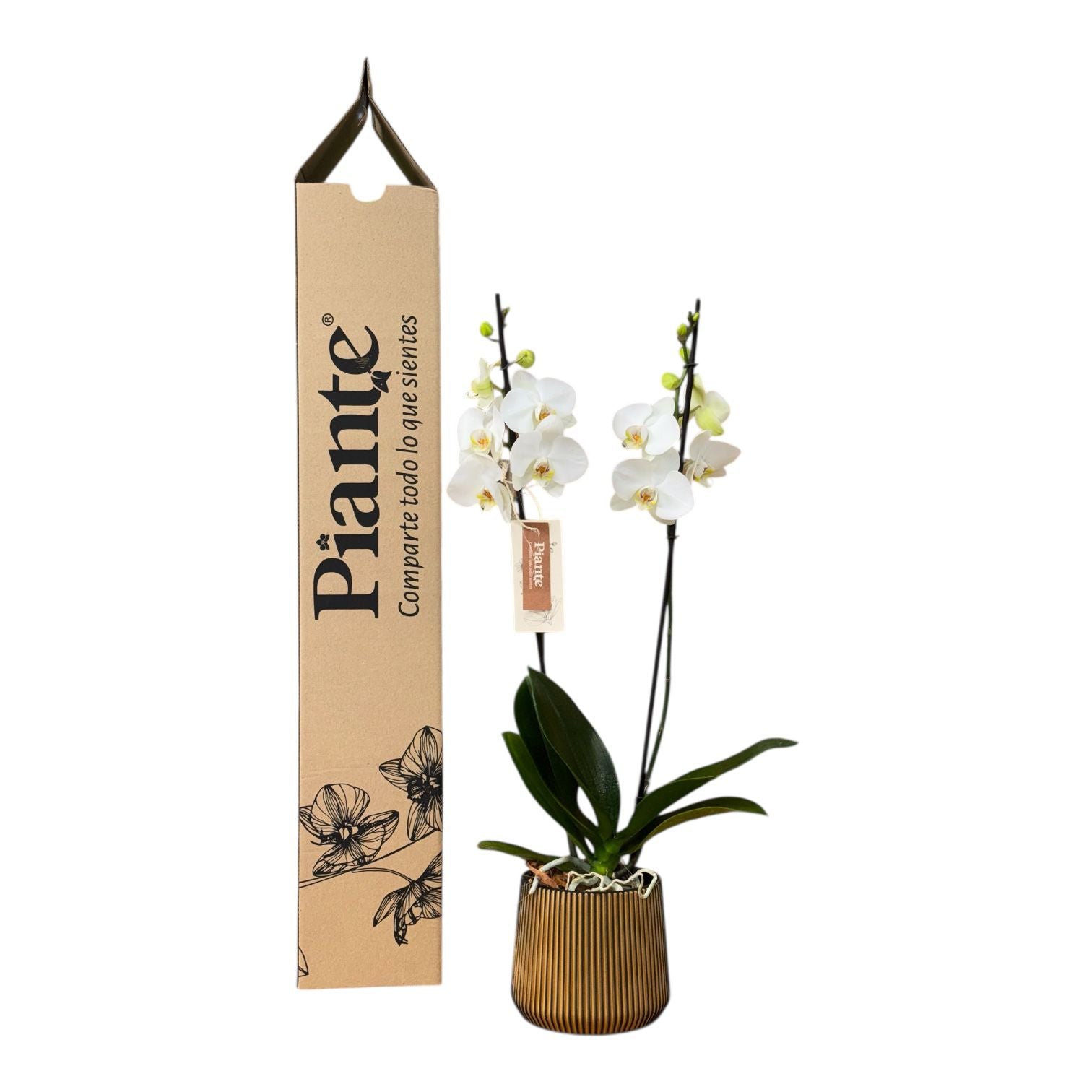 Orquídea Grandi Supreme Blanco Leeds en Matera Fibroceramica