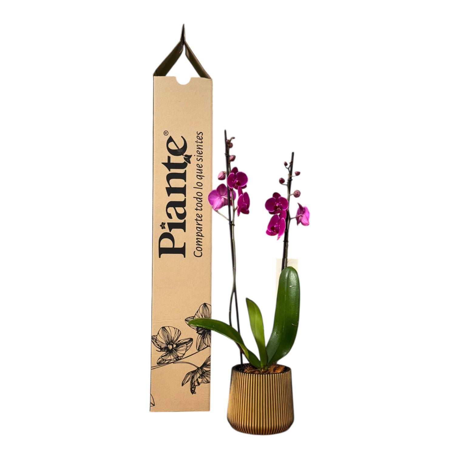 Orquídea Grandi Supreme Morada Stellenbosch en Matera Fibroceramica