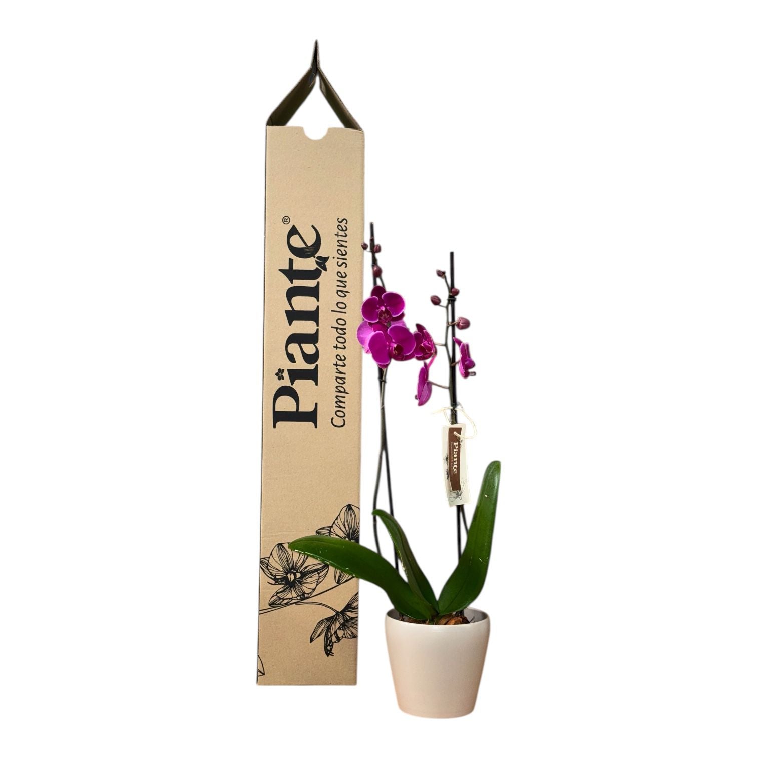 Orquídea Grandi Supreme Morada Stellenbosch en Taupe 15