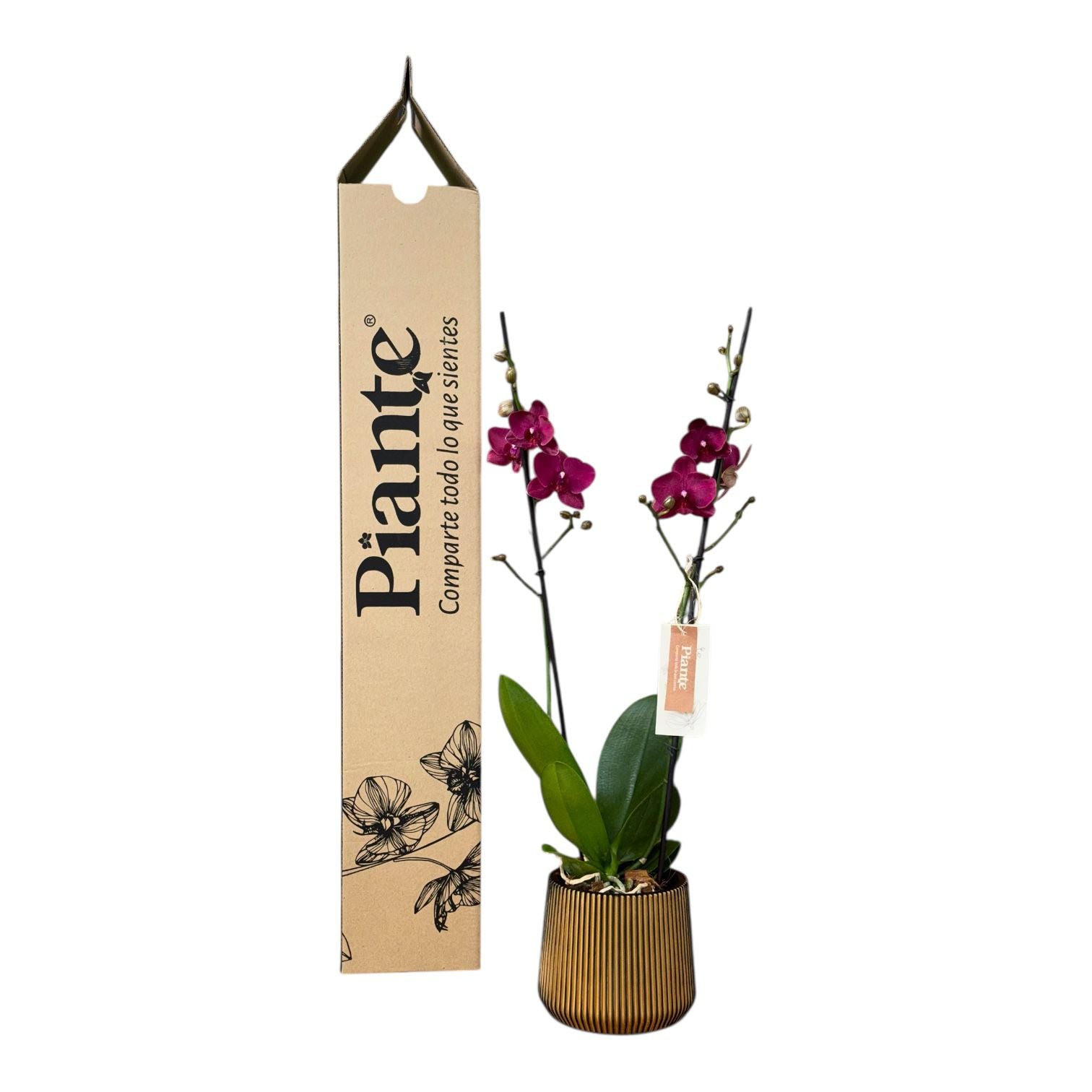 Orquídea Grandi Supreme Roja Montreux en Matera Fibroceramica