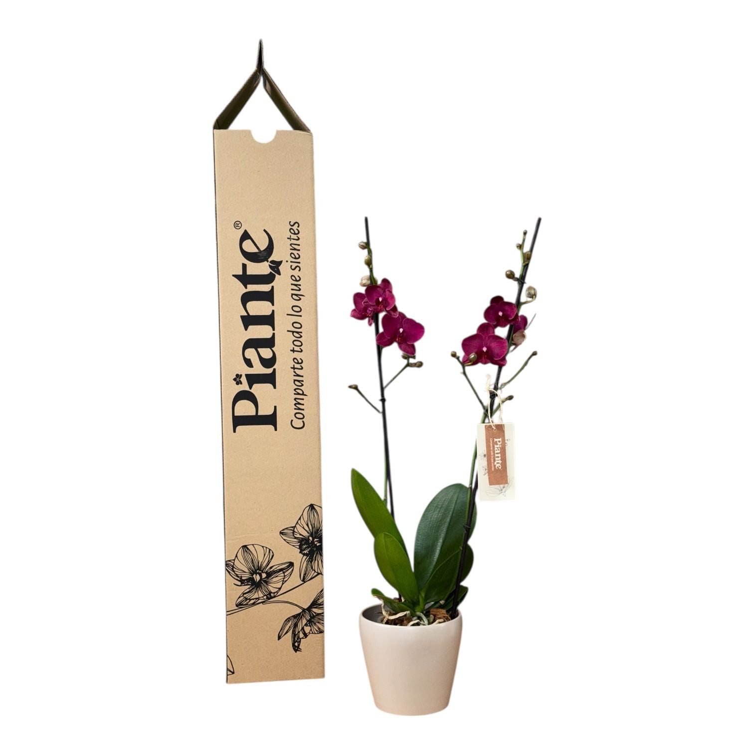 Orquídea Grandi Supreme Roja Montreux en Taupe 15